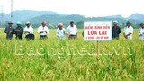 Bảo hiểm cây lúa: Chia sẻ rủi ro với nông dân