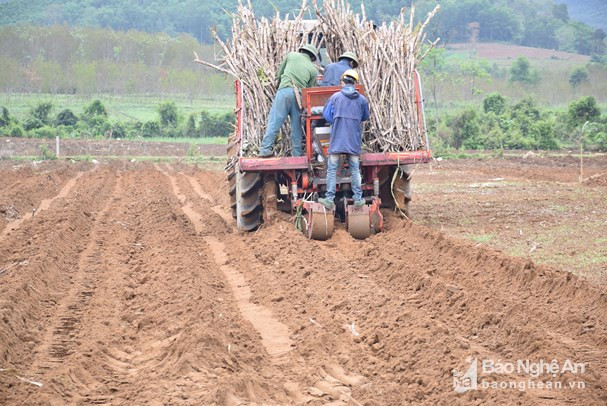 Trồng mía bằng máy trên địa bàn huyện Tân Kỳ được Công ty Cổ phần mía đường Sông Con áp dụng trong nhiều năm qua trên những vùng đất đã được chuyển đổi. Ảnh tư liệu