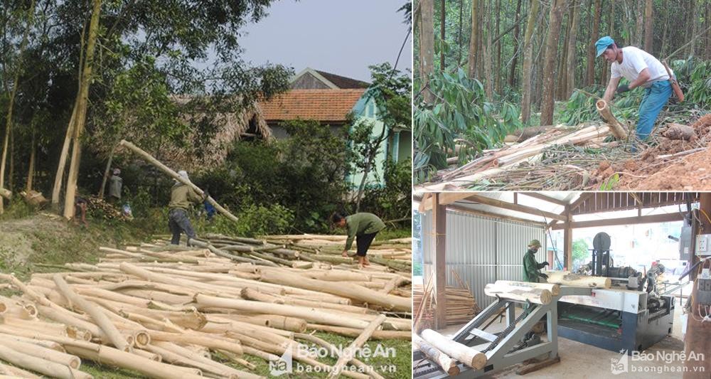 Đẩy mạnh tái cơ cấu ngành lâm nghiệp, nâng giá trị kinh tế lâm nghiệp trong nền kinh tế. Ảnh tư liệu