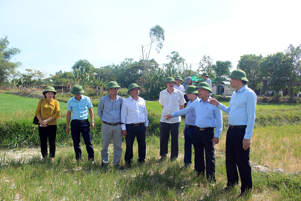 Đồng chí Hoàng Nghĩa Hiếu chỉ đạo cứu lúa tại huyện Nghi Lộc. Ảnh: Phú Hương