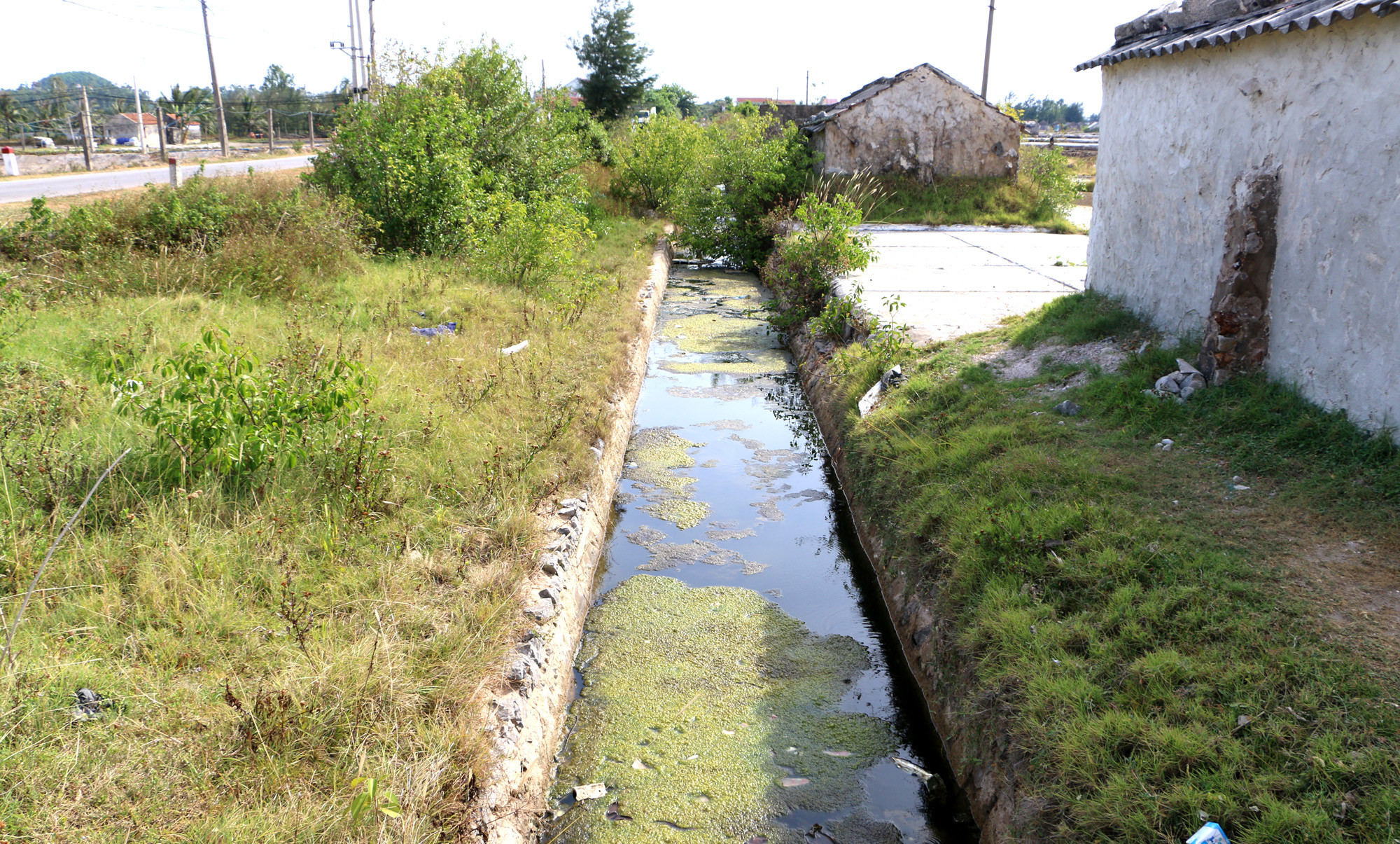 Nước thải từ đầm tôm được thải trực tiếp sang mương sản xuất muối của bà con xã Quỳnh Thuận. Ảnh: Nguyễn Hải