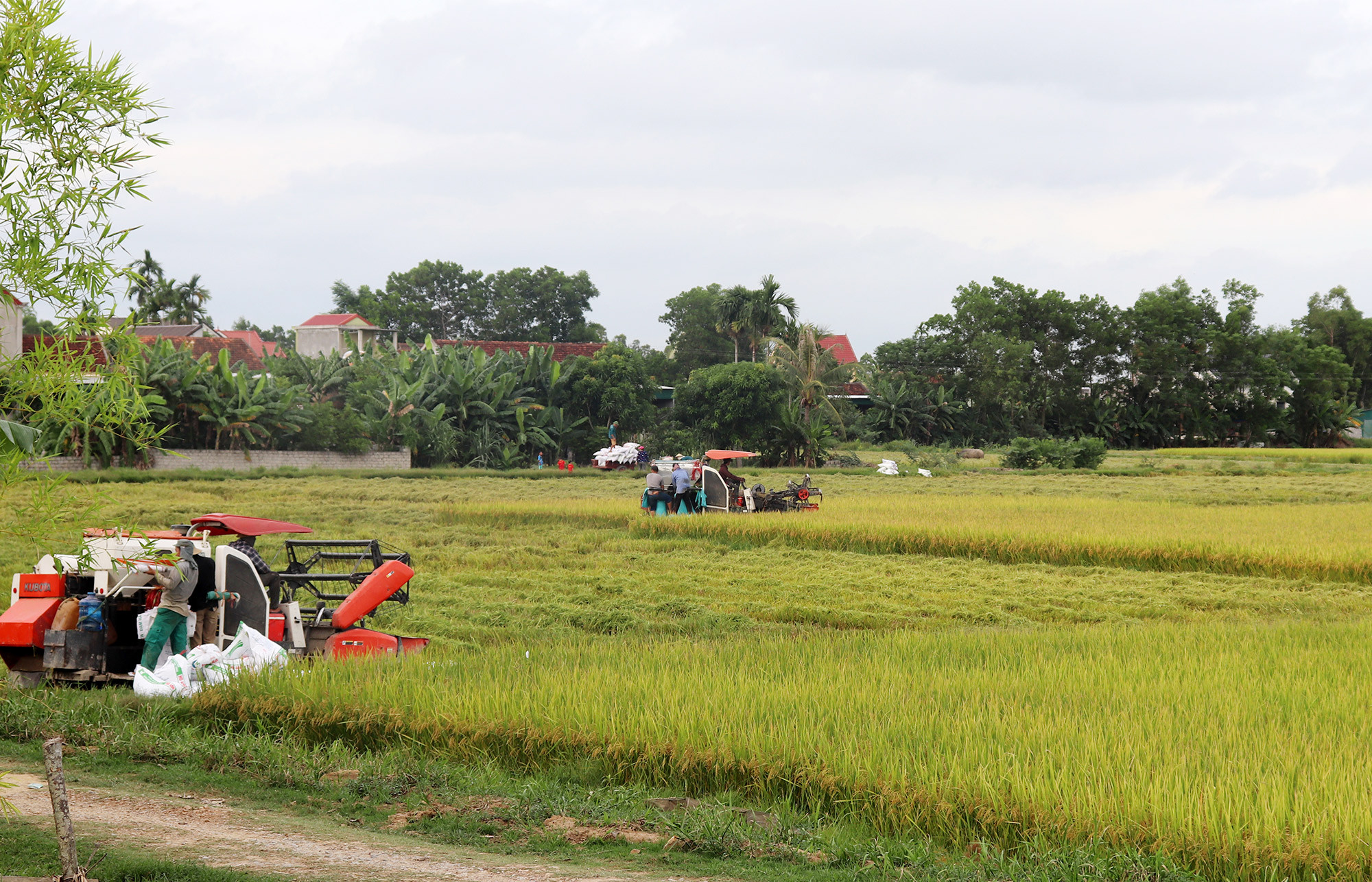 Đầu tư cơ giới hóa thu hoạch lúa ở xã Nhân Thành (Yên Thành). Ảnh: Thái Dương