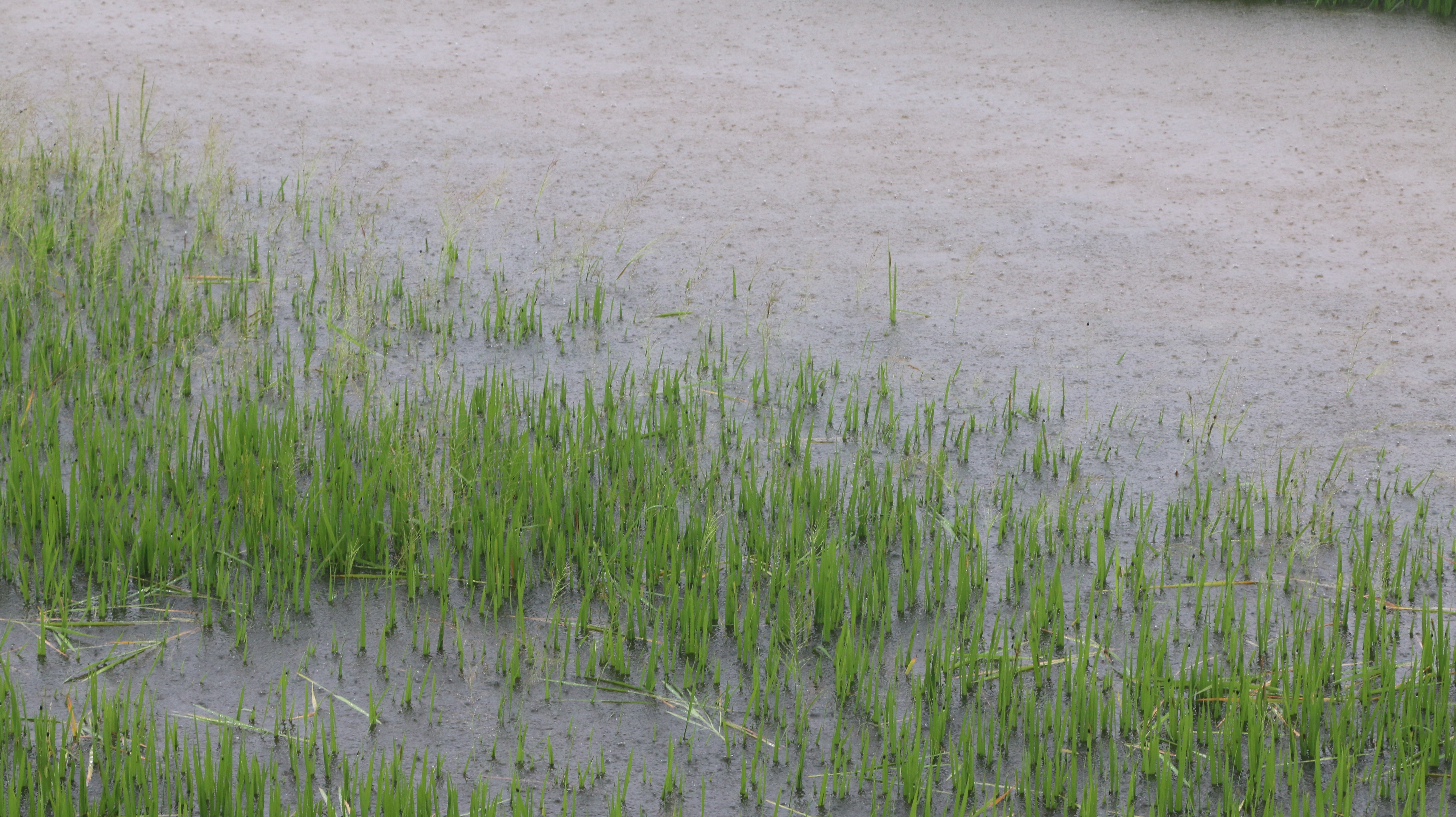 Một số diện tích lúa trên địa bàn Đô Lương bị ngập, do mưa lớn trong ngày 2/8. Ảnh: Hữu Hoàn
