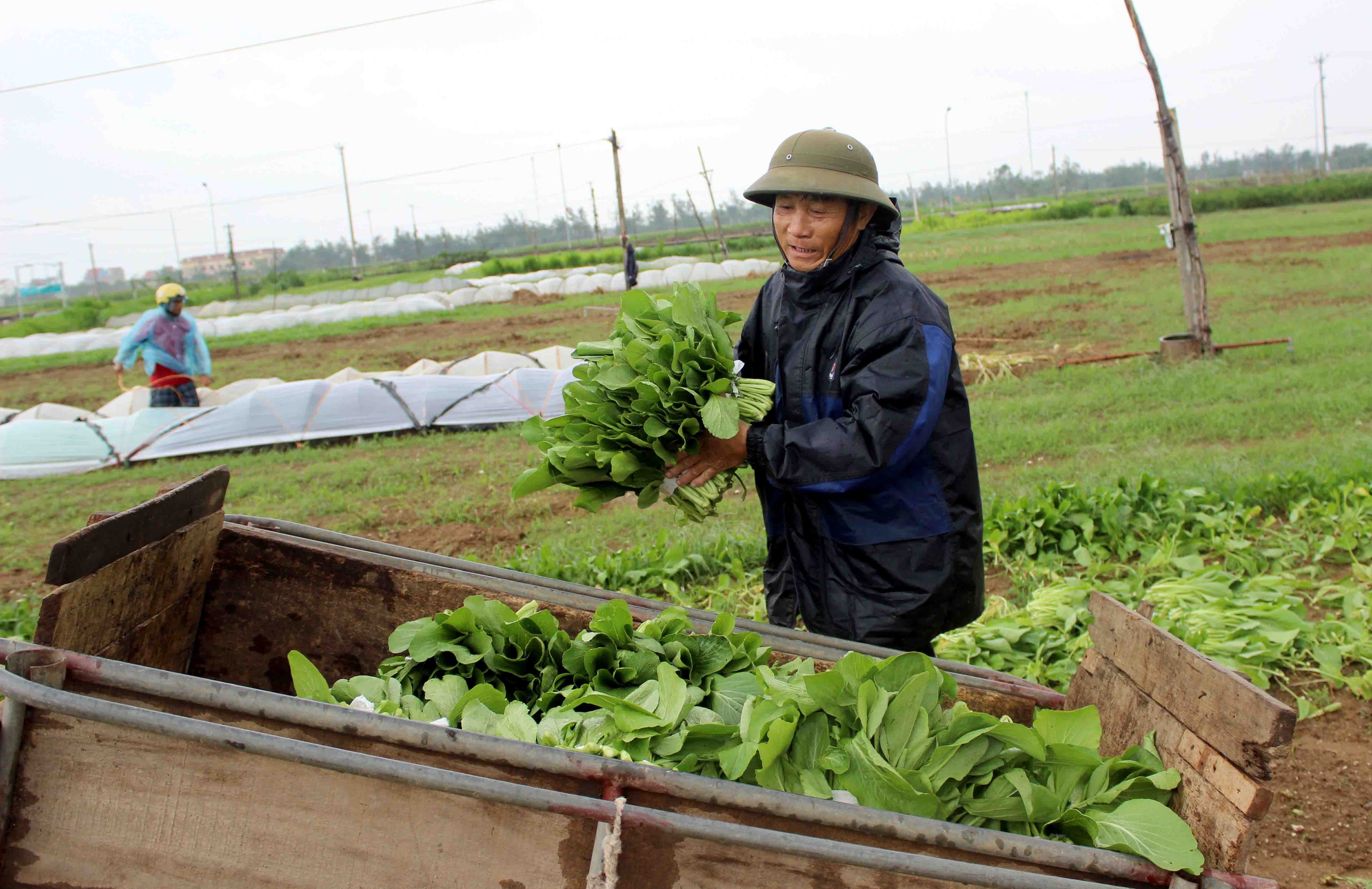 Nông dân xã Diễn Thành, huyện Diễn Châu thu hoạch rau xanh trước khi bão số 2 đổ bộ. Ảnh: Quang An