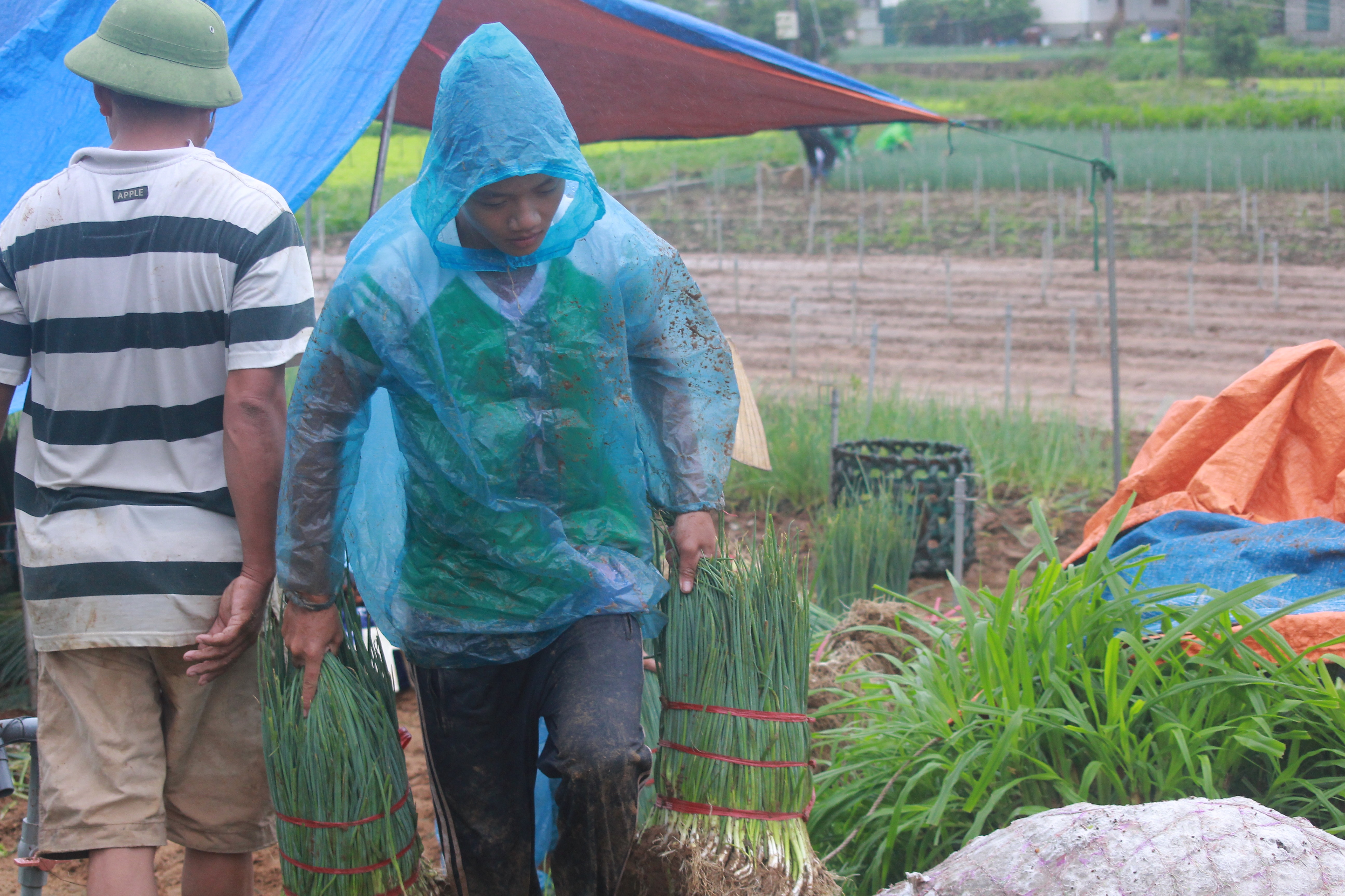 Thu hoạch đến đâu, bà con vận chuyển lên bờ bán cho thương lái. Ảnh: Việt Hùng