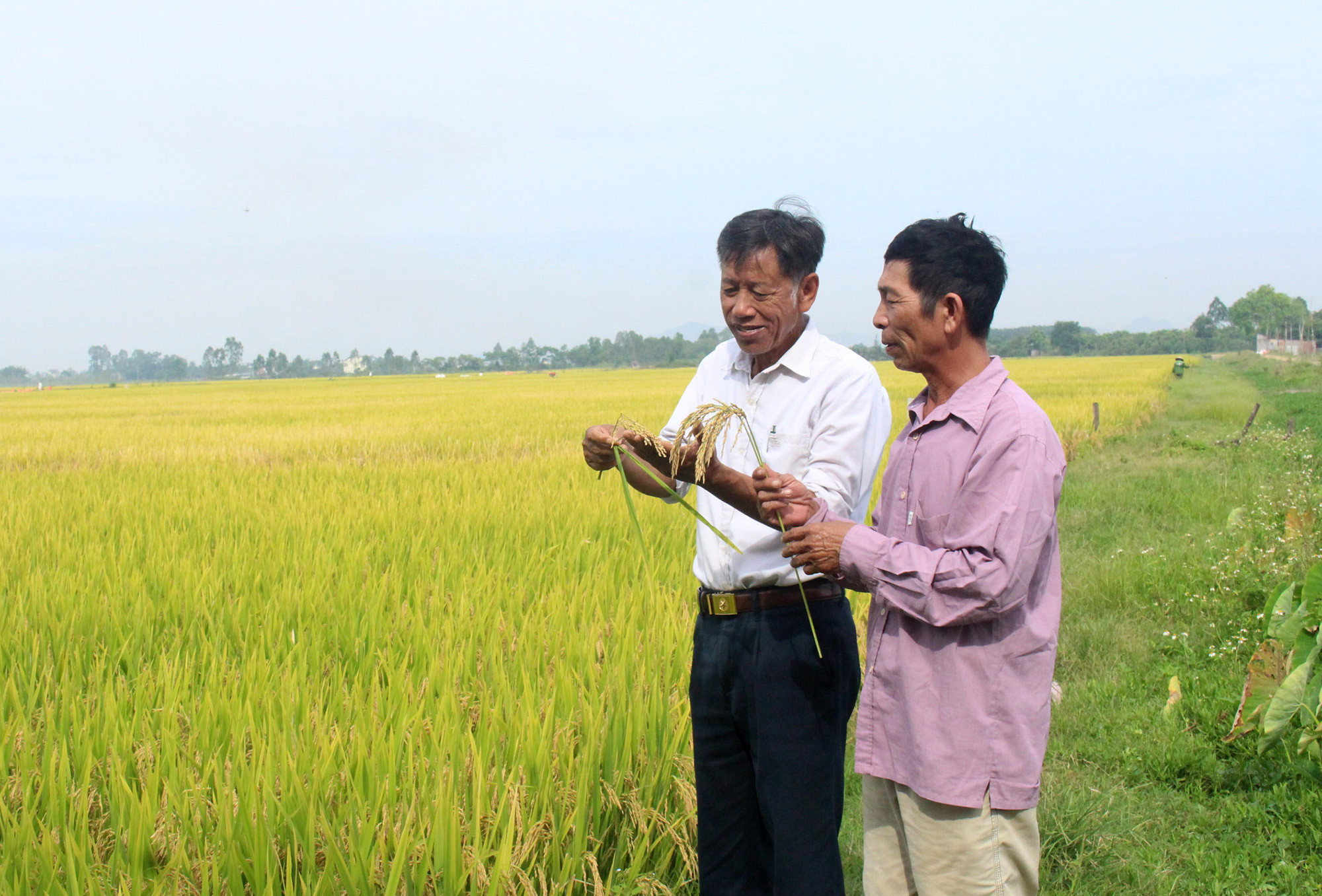 Mô hình liên kết sản xuất lúa chất lượng cao VTNA6 tại xã Diễn Liên. Ảnh: Phú Hương