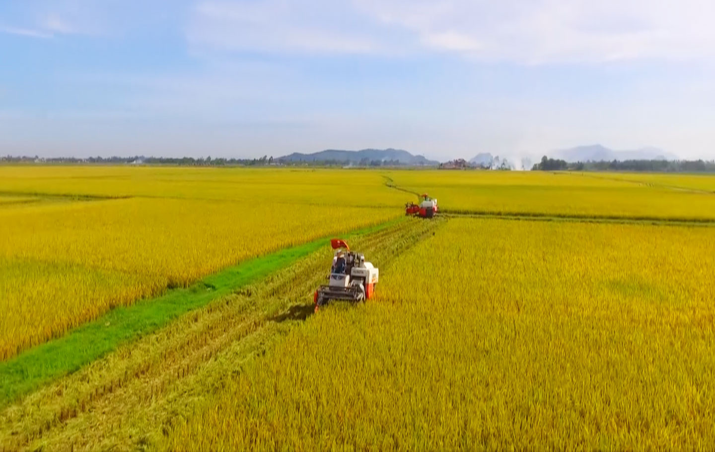 Sản xuất lúa chất lượng cao vụ xuân 2020 ở Yên Thành. Ảnh Thái Dương