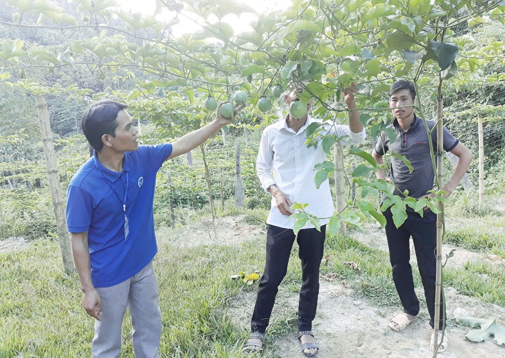 Ông Lữ Trung Thành (trái) kiểm tra mô hình chanh leo tại bản Na, xã Nậm Nhoóng (Quế Phong). Ảnh: Mai Hoa