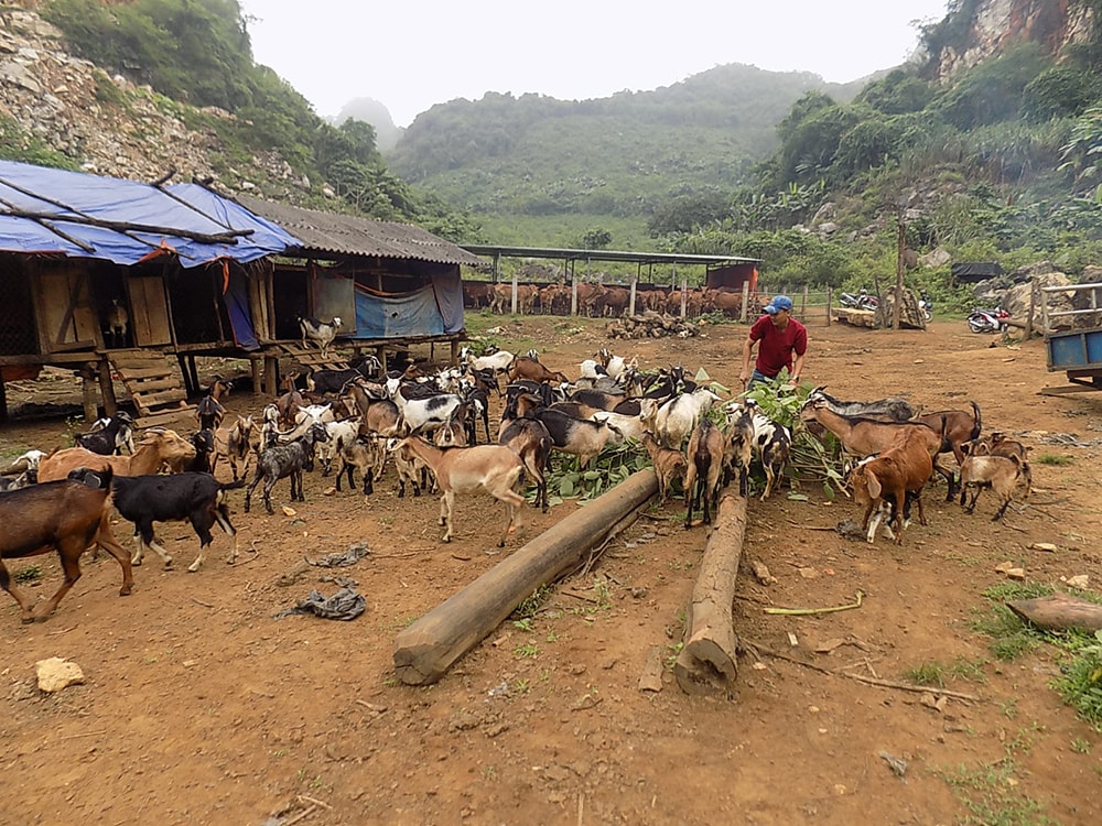 Mô hình chăn nuôi cho thu nhập cao của anh Nguyễn Mạnh Hùng, xóm Liên Tân, xã Thọ Hợp (Quỳ Hợp). Ảnh: Thanh Lê