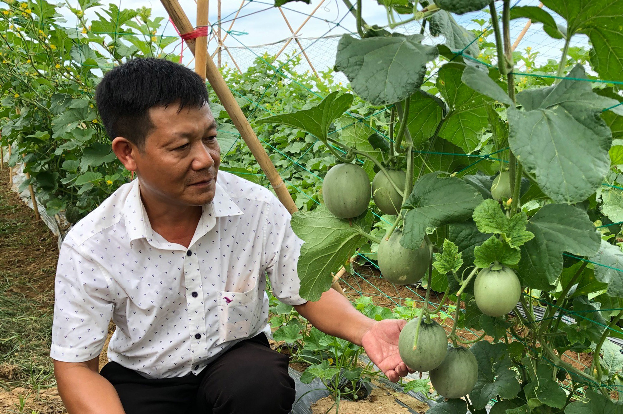 Mô hình trồng dưa lưới ngoài trời mở ra hướng đi mới cho bà con nông dân địa phương.