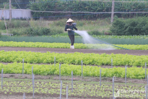 Năm 2020 là một năm đầy khó khăn đối với các hộ sản xuất rau màu trên địa bàn Quỳnh Lưu. Ảnh: Việt Hùng