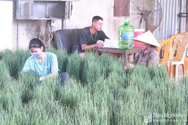 Do thị trường biến động vì dịch bệnh Covid – 19 nên hành hoa được tuyển lựa kỹ càng trước khi đi tiêu thụ. Ảnh: Việt Hùng