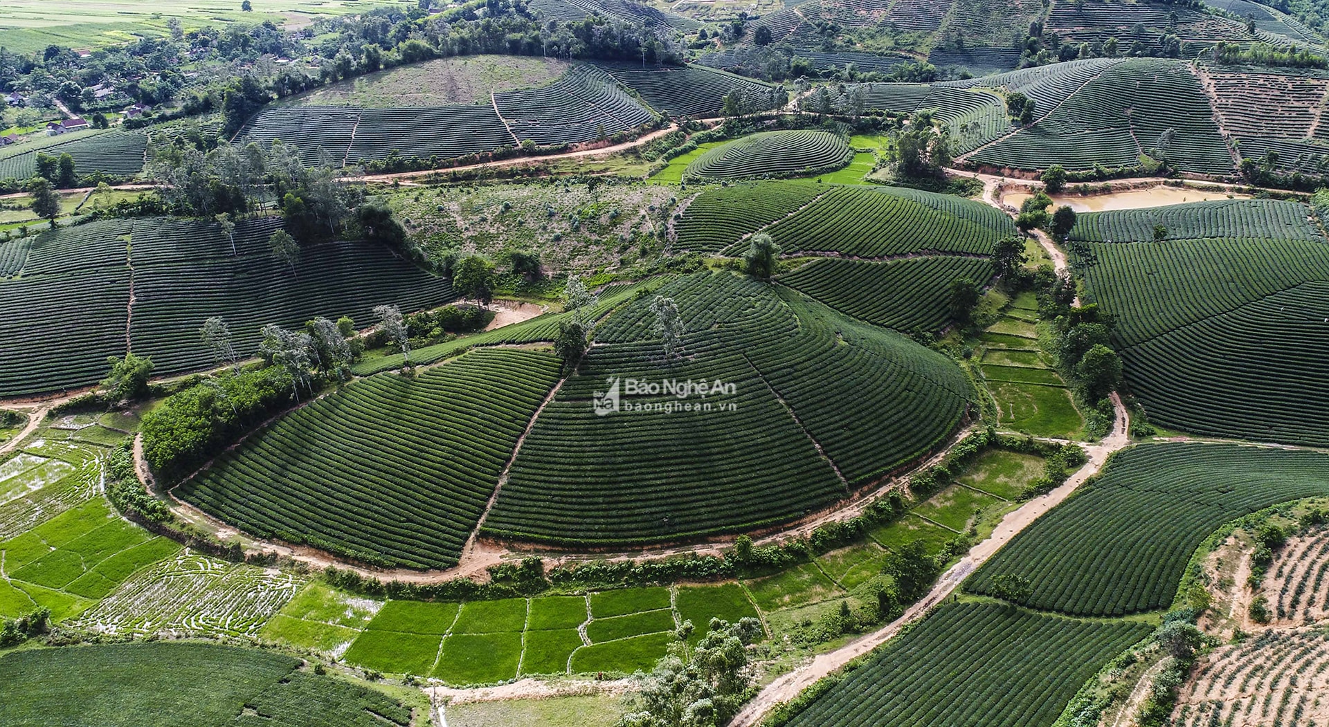 Vùng nguyên liệu chè của huyện Anh Sơn.