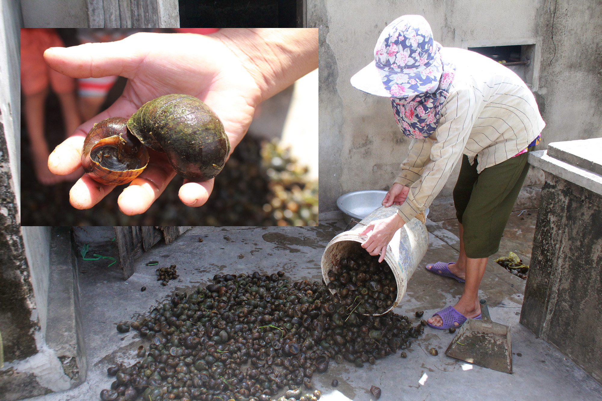 Ở Quỳnh Lưu có hàng chục hộ gia đình chuyên đi bắt ốc bươu vàng. Ảnh: Việt Hùng