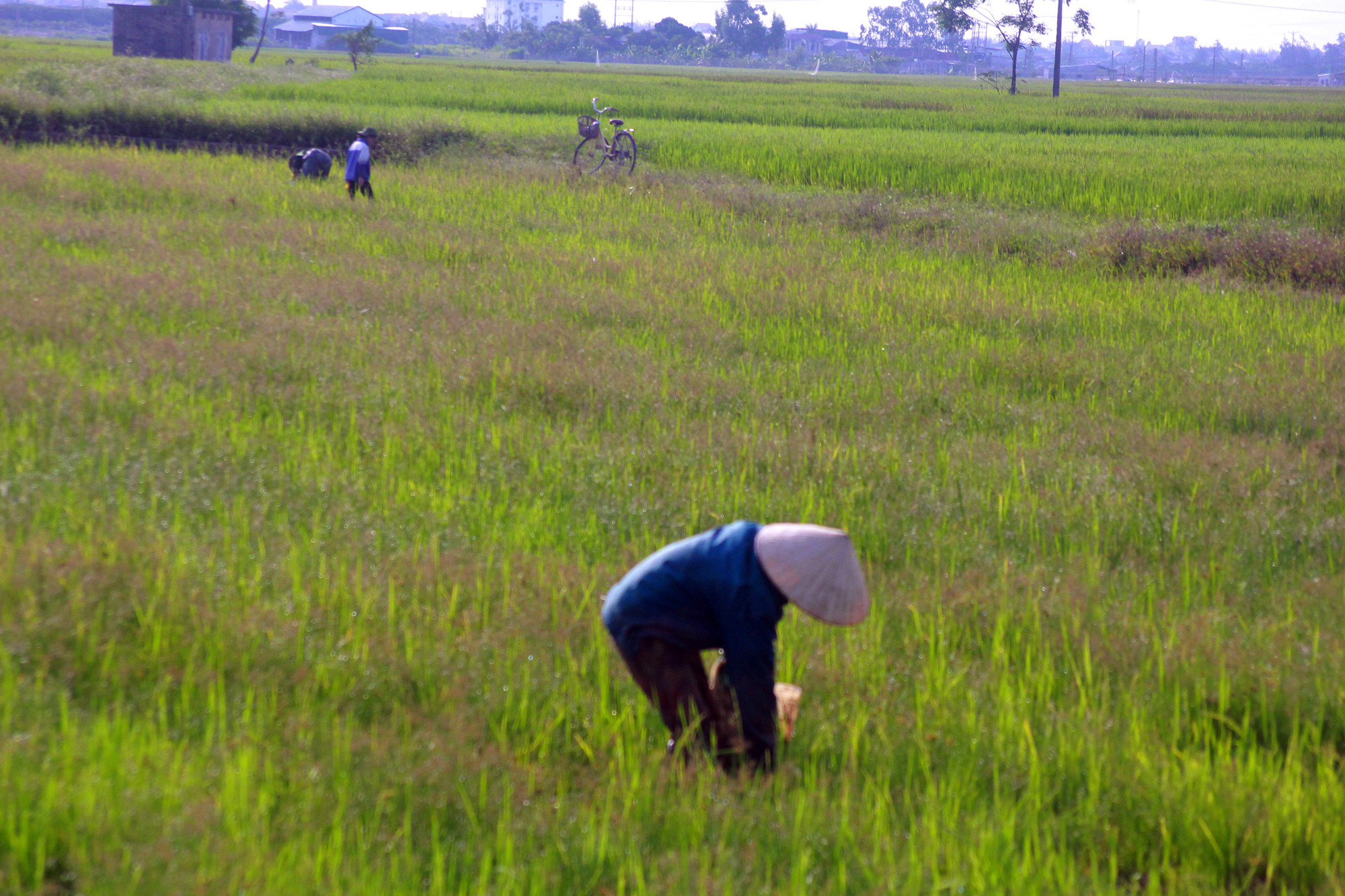 Nông dân Quỳnh Lưu ra đồng săn bắt ốc bươu vàng. Ảnh: Việt Hùng