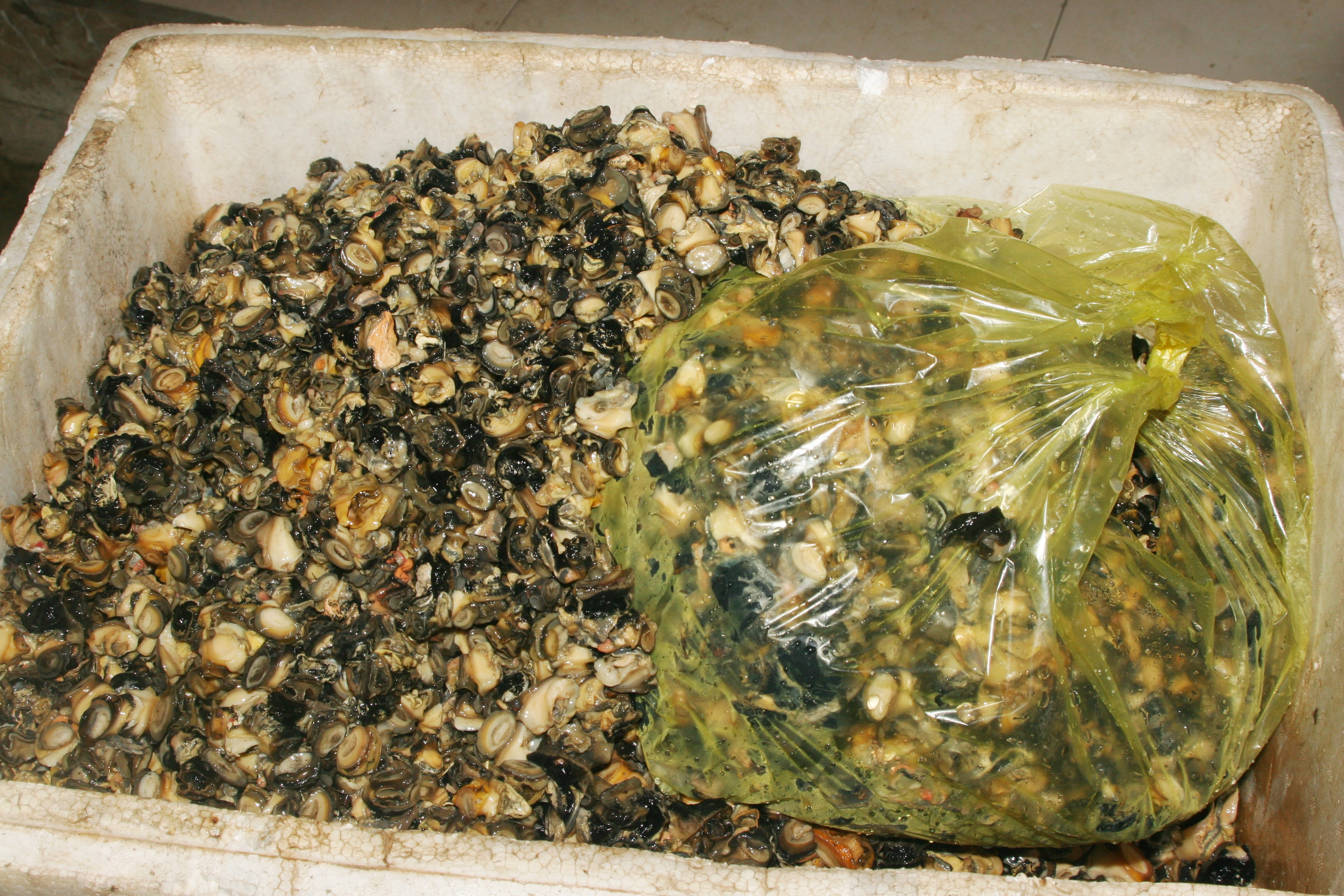 Ruột ốc bươu vàng được thương lái thu mua cho vào thùng xốp gửi đi nhập cho các cơ sở chế biến thành thức ăn nuôi trồng thủy sản. Ảnh: Việt Hùng