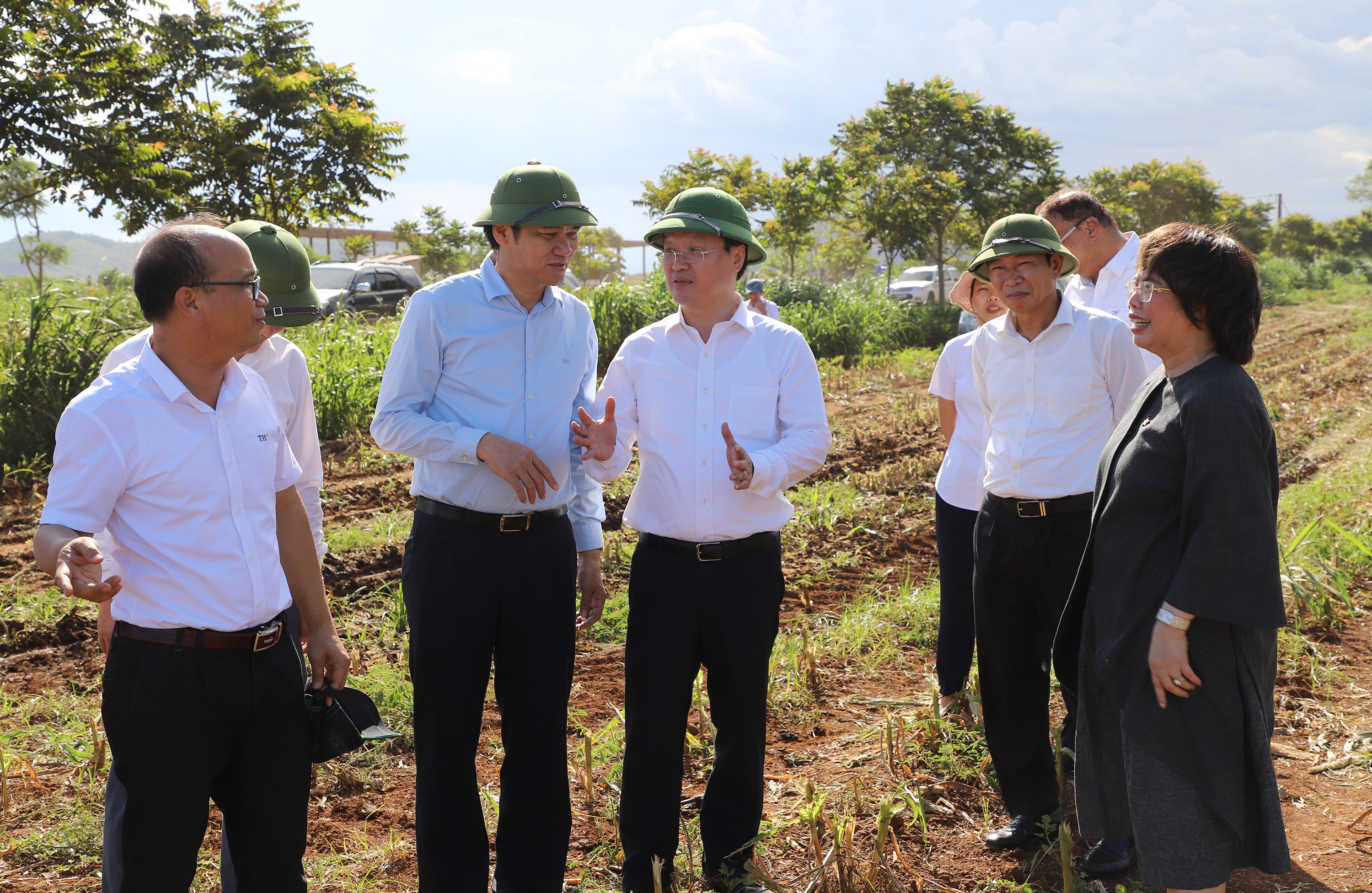 Đồng chí Nguyễn Đức Trung cùng đoàn cũng đã đến thăm quan cánh đồng trồng ngô sinh khối, cung cấp nguồn thức ăn cho bò của Tập đoàn T.H. Ảnh: Phạm Bằng