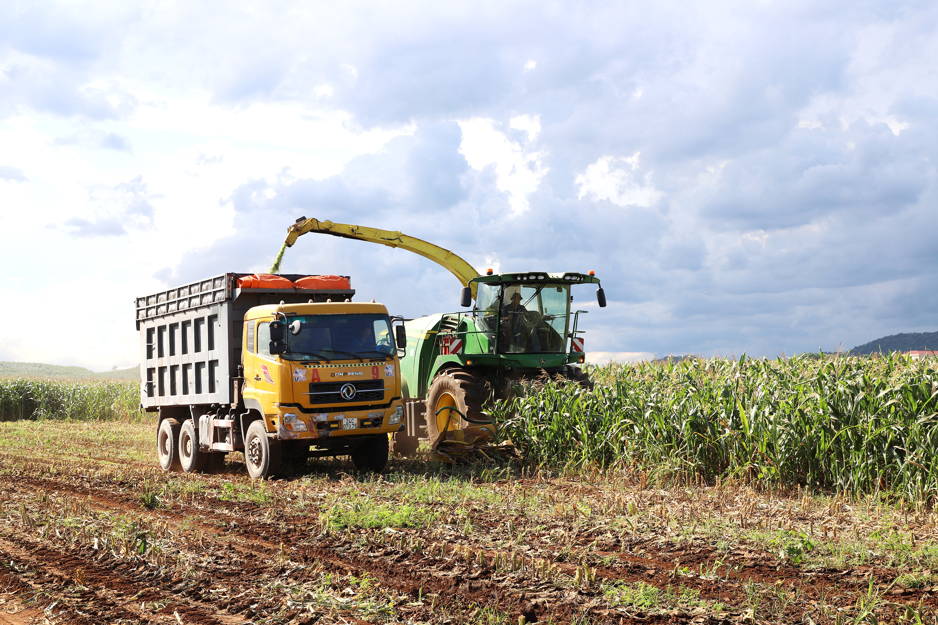 Cánh đồng trồng ngô sinh khối của Tập đoàn T.H rộng hơn 60 ha, áp dụng công nghệ trong tưới, thu hoạch và trồng. Ảnh: Phạm Bằng