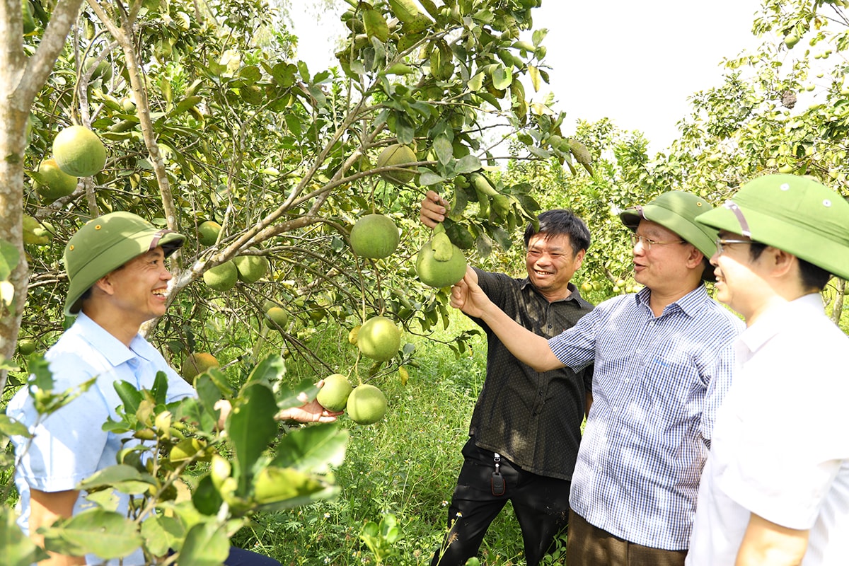 Lãnh đạo huyện Thanh Chương thăm mô hình phát triển cây có múi ở xã Thanh Lĩnh. Ảnh tư liệu: PV