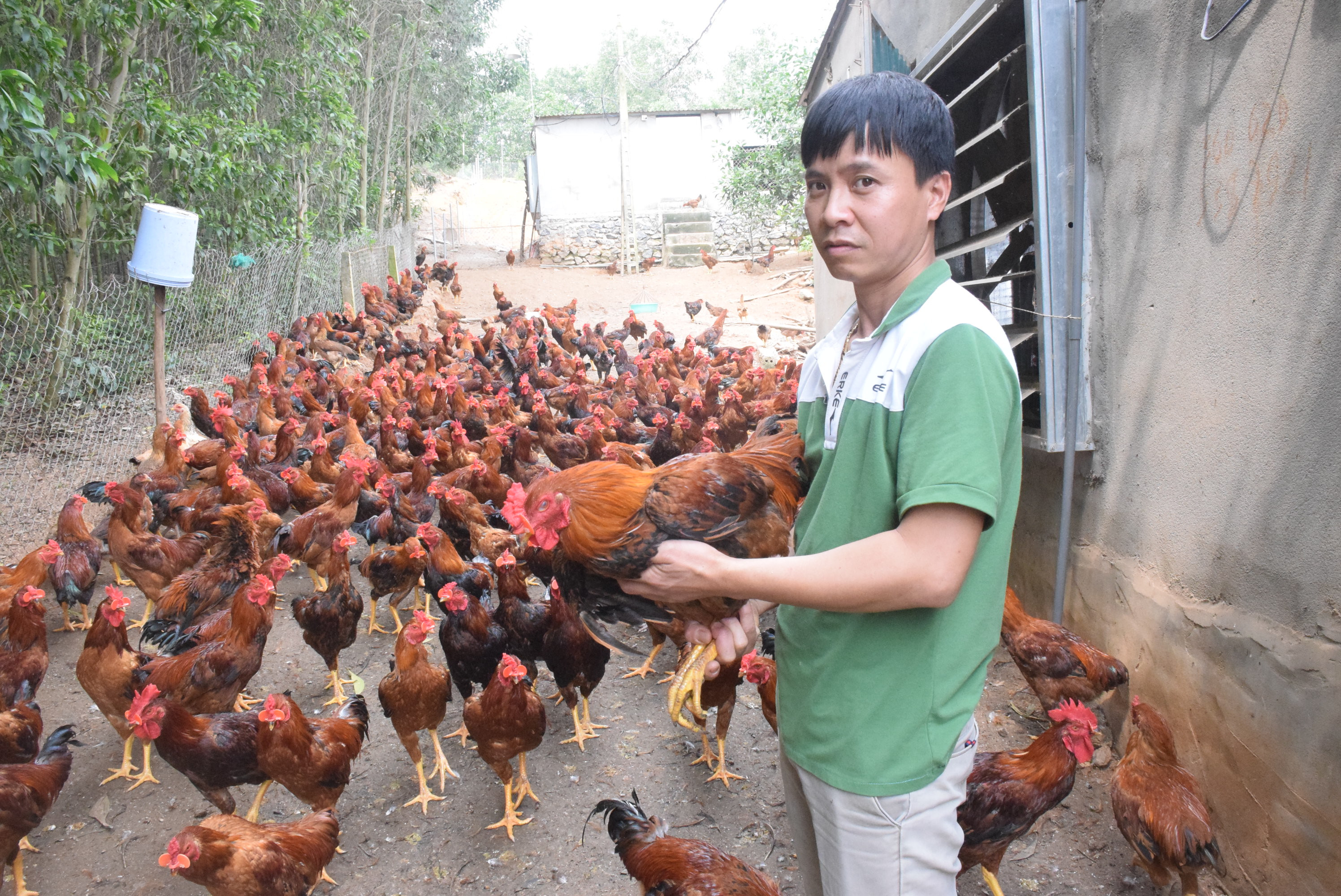Anh Lê Văn Hưng chủ trang trại nuôi gà trên địa bàn xóm 6A, xã Tiến Thành (Yên Thành) buồn chán, vì giá gà giảm, khó tiêu thụ. Ảnh: Xuân Hoàng