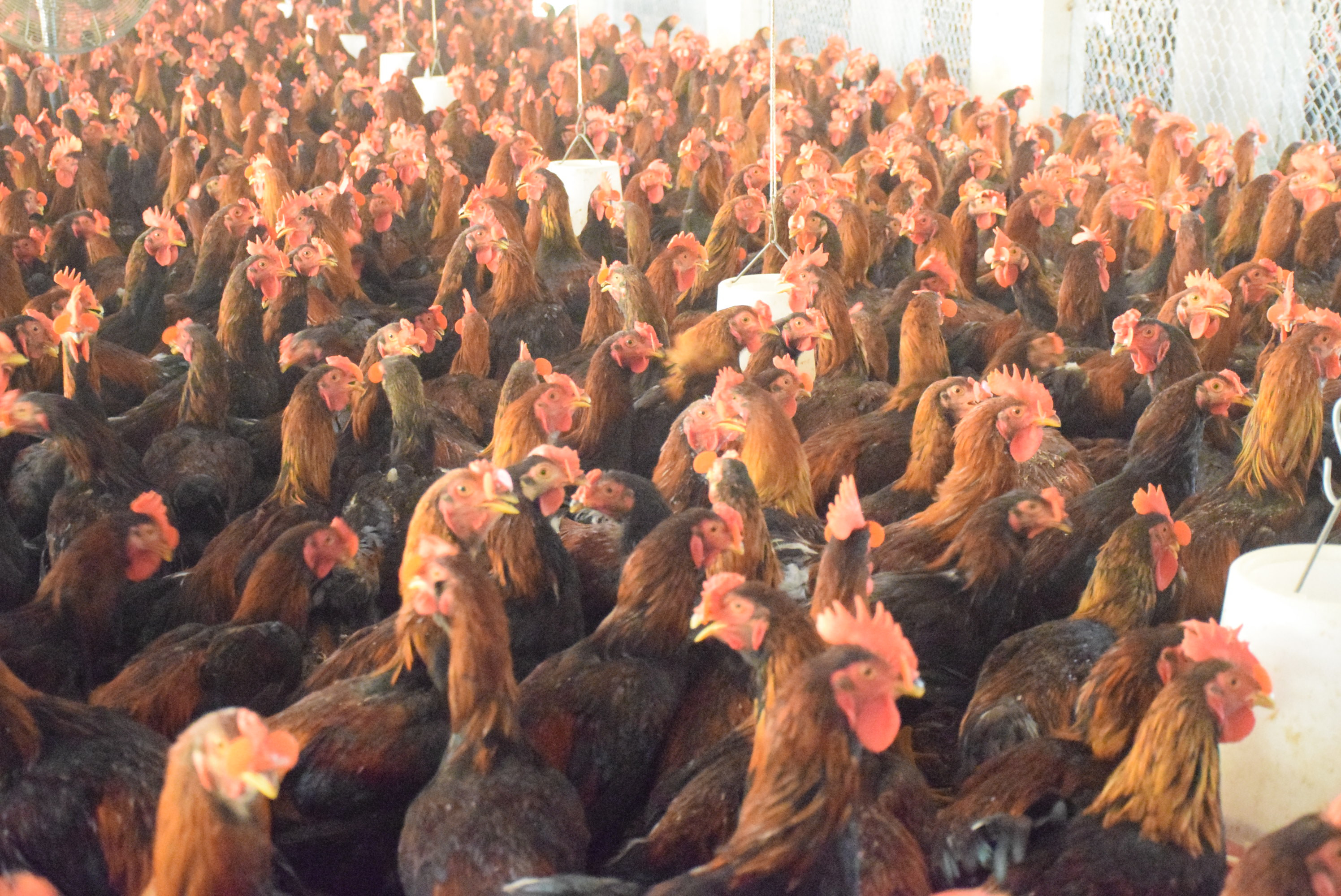 Giá gà thịt giảm mạnh, do ảnh hưởng dịch Covd-19, khiến lượng gà thịt trên địa bàn xã Diễn Trung (Diễn Châu) khó tiêu thụ. Ảnh: Xuân Hoàng