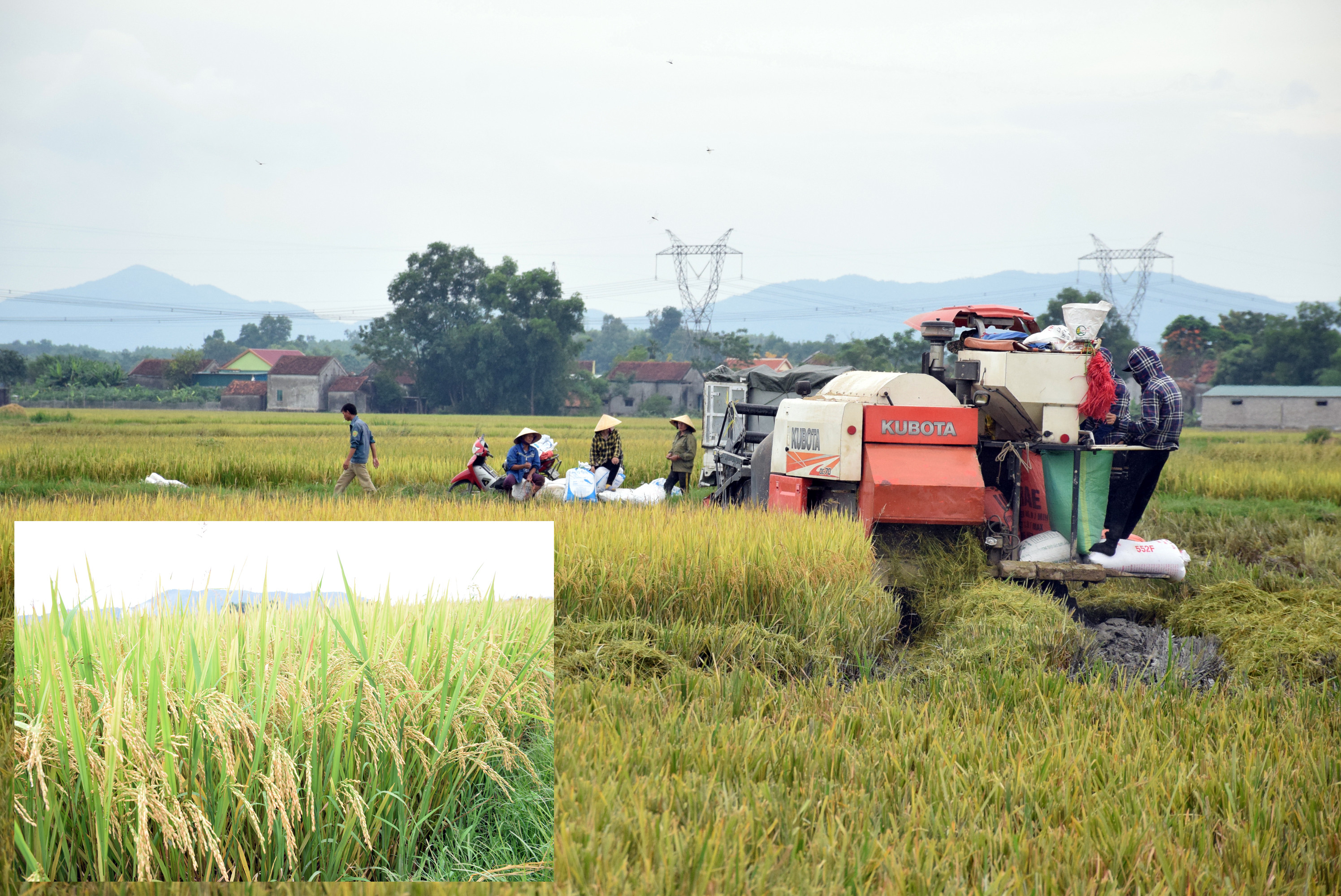 Khi lúa hè thu đã chín được 80%, bà con nông dân vùng trũng Yên Thành đã thuê máy gặt về thu hoạch khi thời tiết còn nắng ráo. Ảnh: Xuân Hoàng