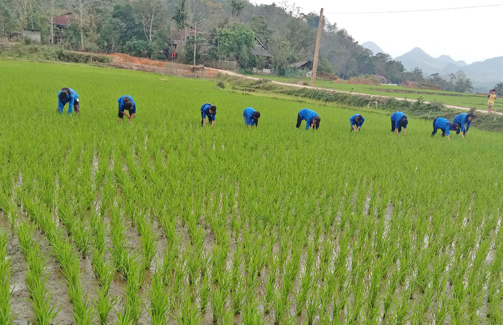 Chi bộ bản Tam Tiến xây dựng nghị quyết về phát triển kinh tế sau sáp nhập, huy động người dân tập trung cấy lúa kịp thời vụ. Ảnh: PV