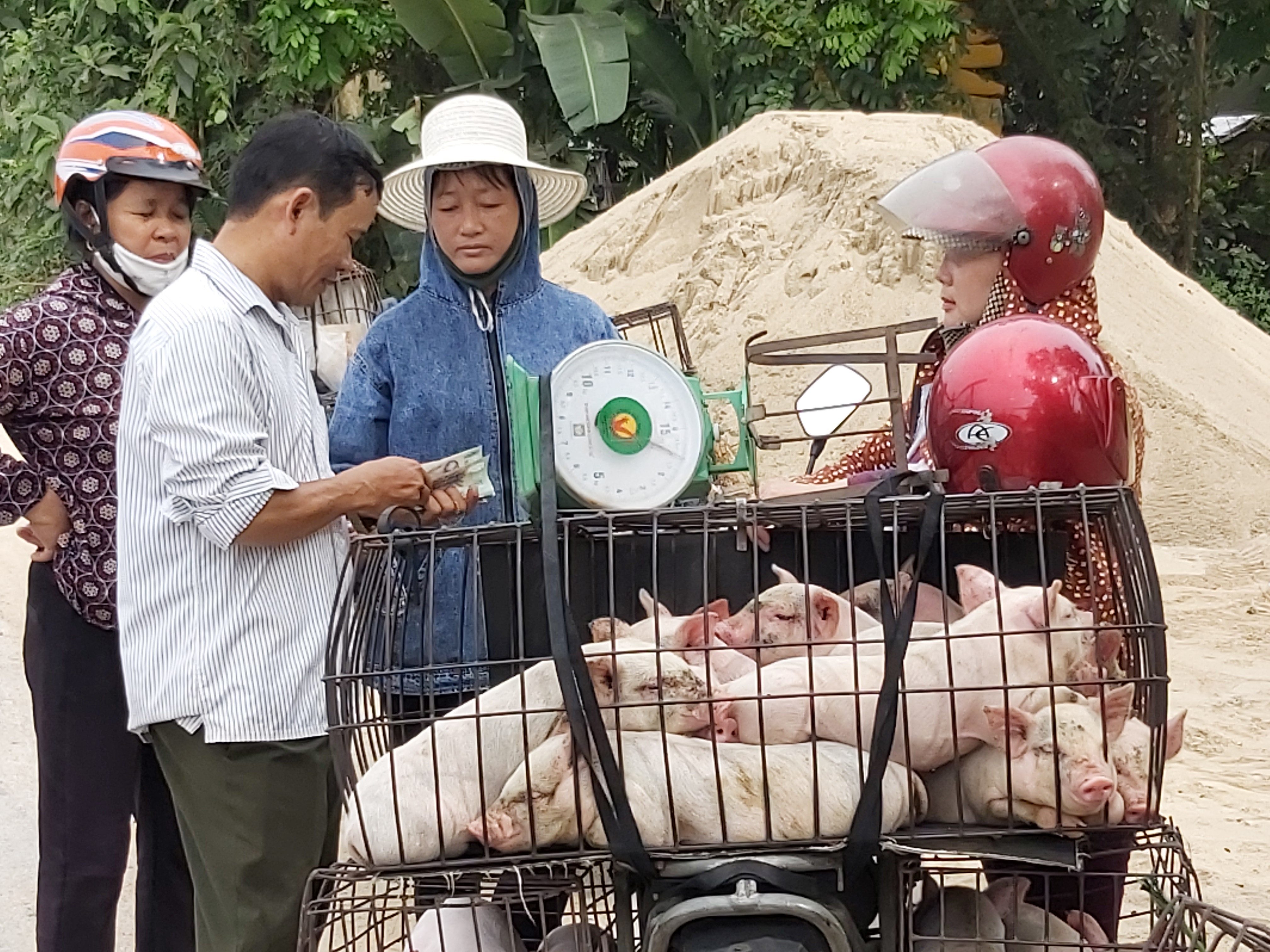 Lợn giống trên địa bàn Nghệ An cũng đã giảm giá mạnh trong những ngày qua. Ảnh: Xuân Hoàng