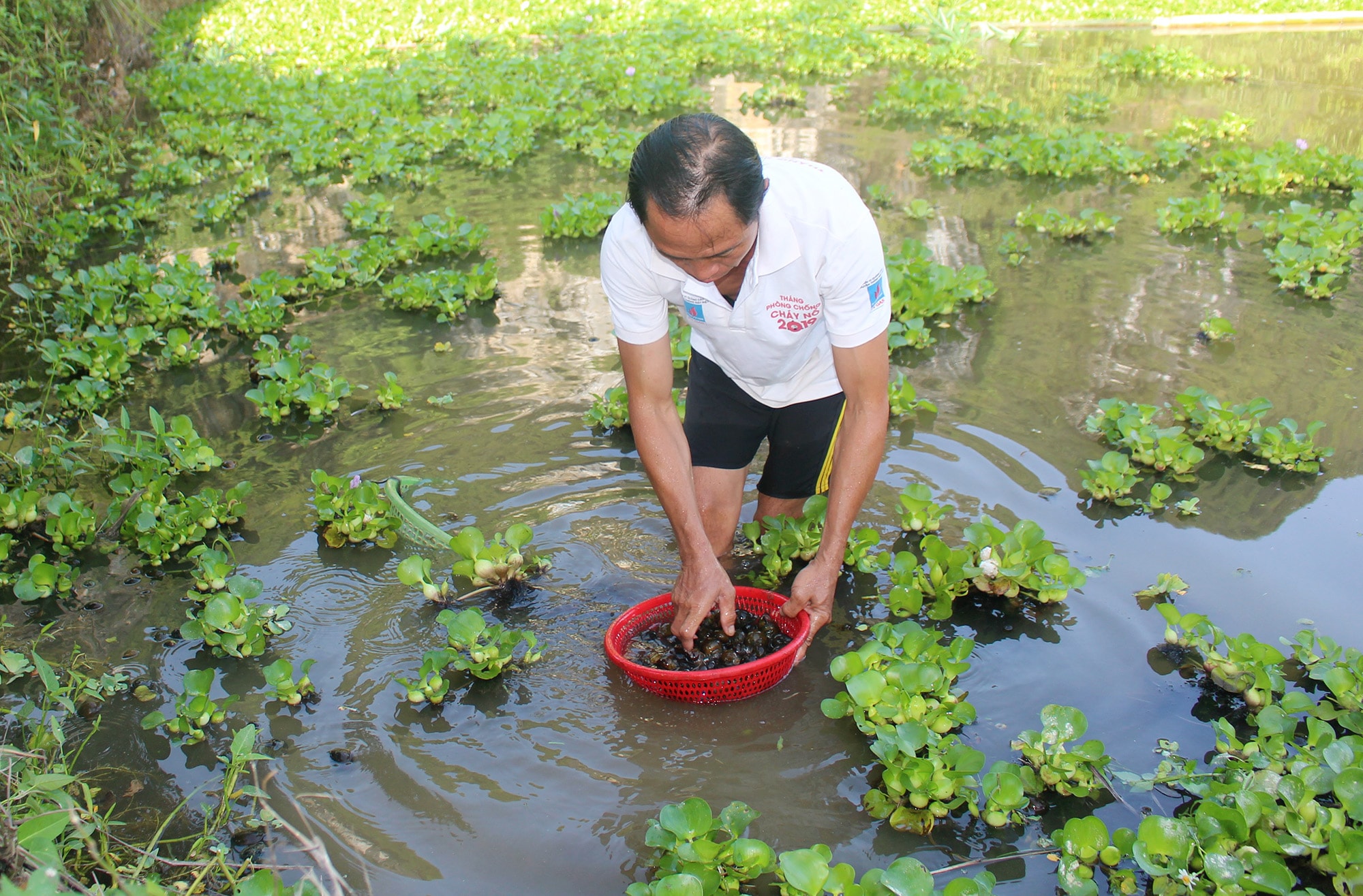 Ốc bươu đen là loài rất dễ nuôi, phát triển tốt trong môi trường nước sạch, không bị ô nhiễm và nhiệt độ nguồn nước luôn giao động trong khoảng từ 27 đến 33 độ C. Ảnh: Thái Hiền