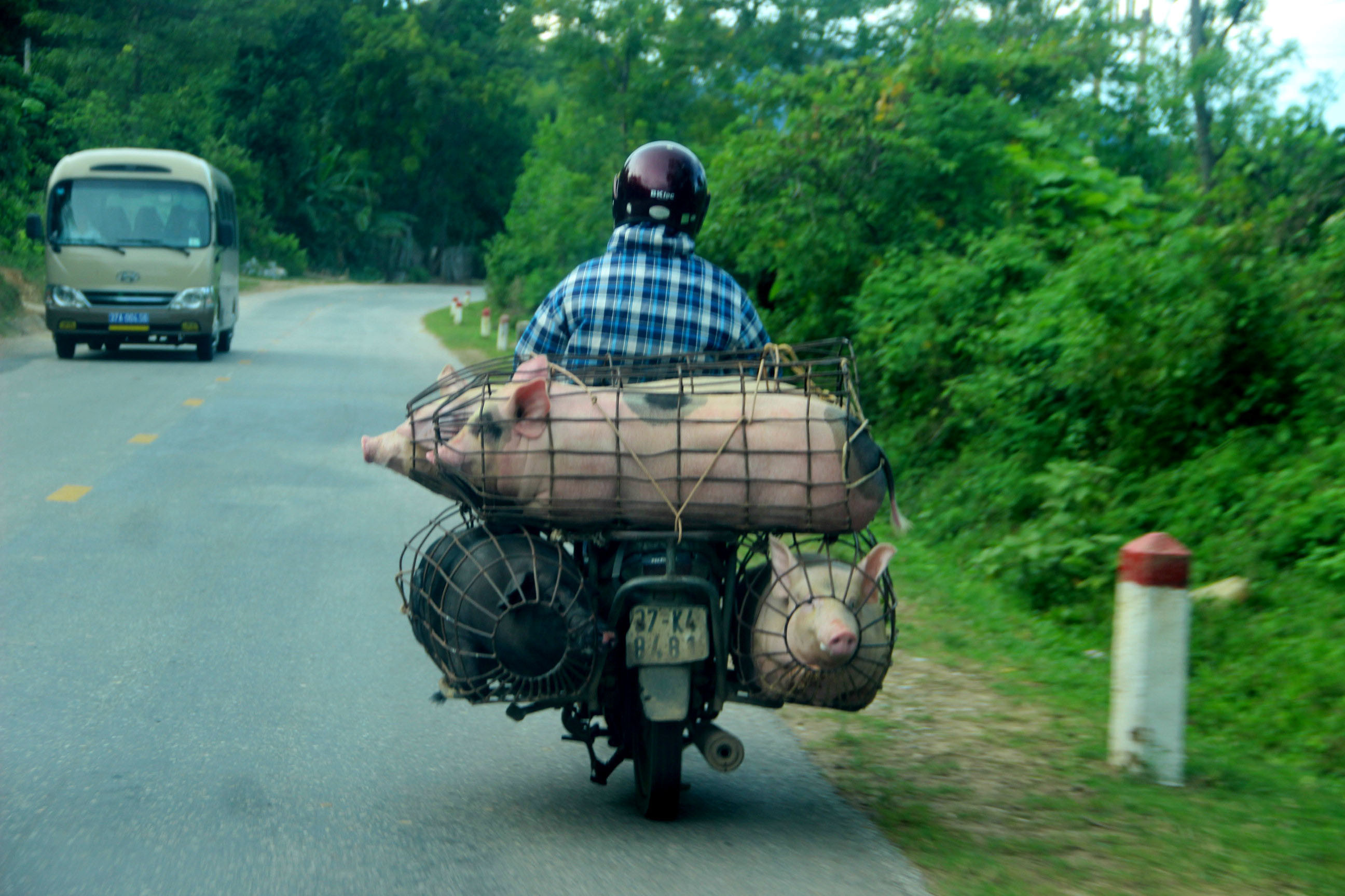 Thương lái vận chuyển lợn từ xuôi lên các huyện miền Tây Nghệ An để giết mổ. Ảnh: Quang An
