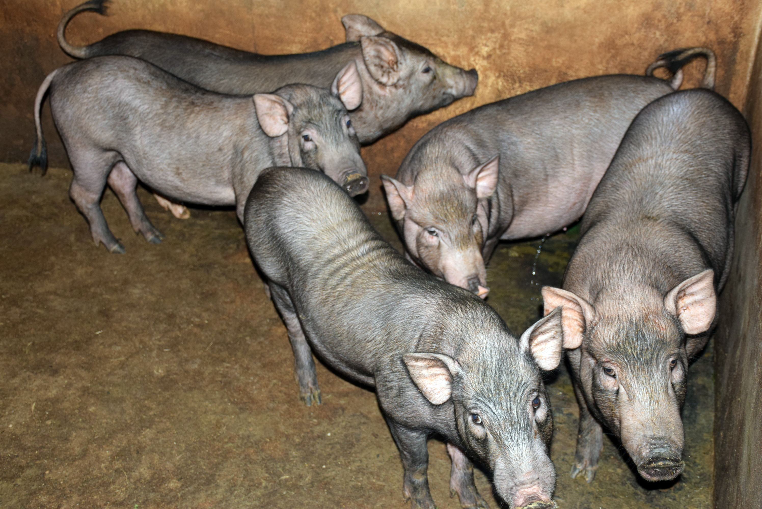 Lợn đen miền Tây Nghệ An hiện có giá từ 150.000 đến 200.000 đồng/kg. Ảnh: Xuân Hoàng