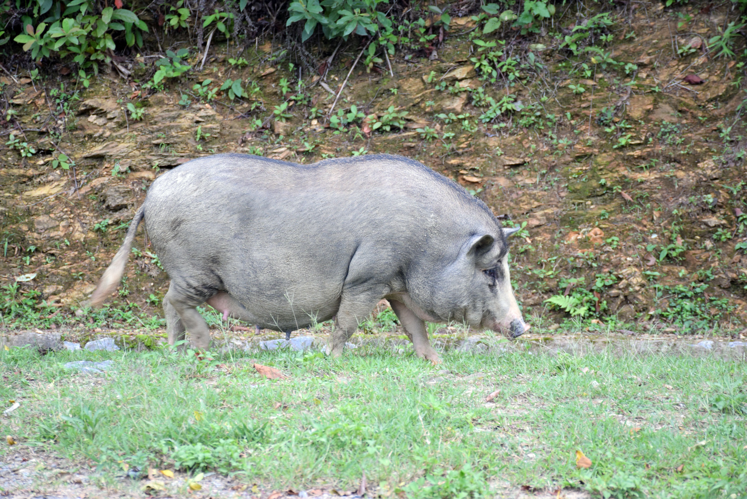 Số lợn nái trên địa bàn vùng cao Nghệ An không còn nhiều, nên lợn giống đắt đỏ. Ảnh: Quang An