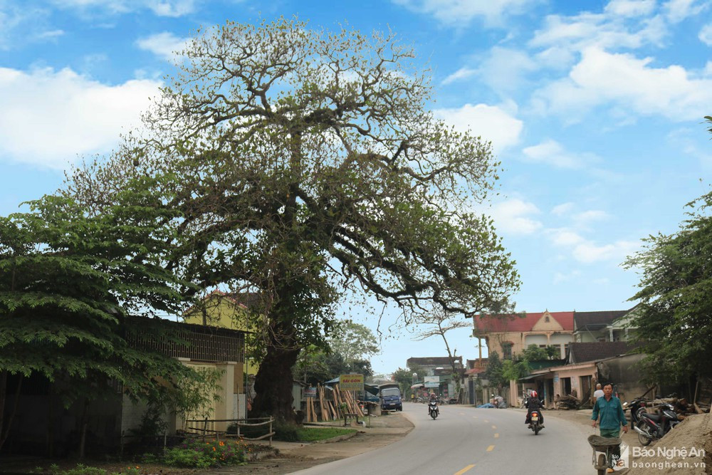 Cây bàng cổ thụ ở làng Nhân Hậu, xã Nam Sơn (Đô Lương) - nơi từng treo cờ đỏ búa liềm trong cao trào Xô Viết Nghệ Tĩnh (1930 - 1931). Ảnh tư liệu: Huy Thư