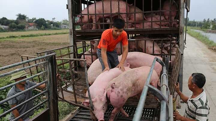 Giá heo hơi hôm nay ngày 31/8/2020.