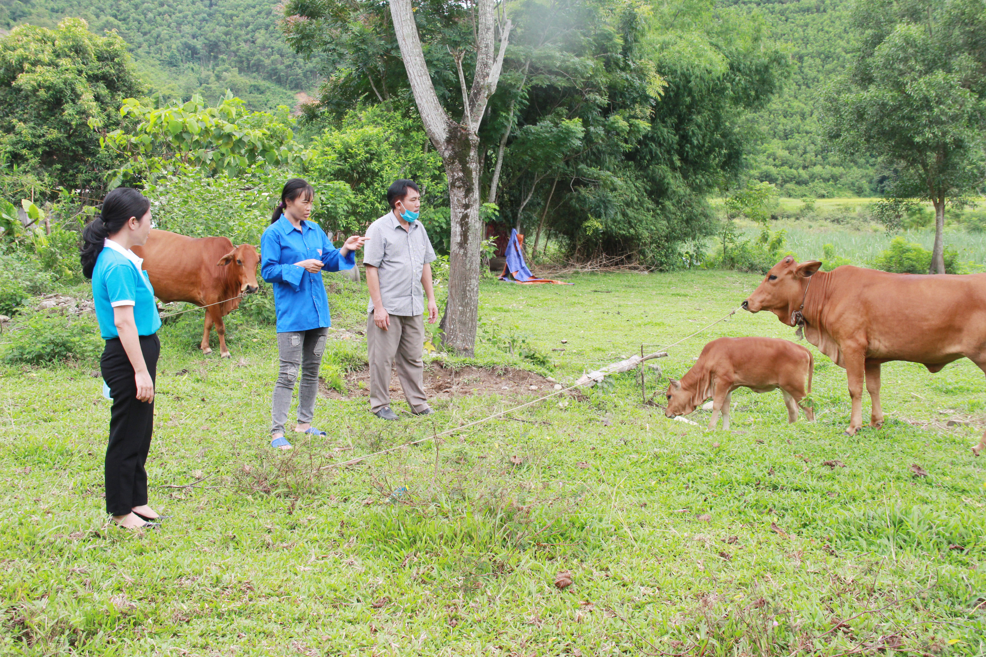 Hội Phụ nữa huyện Anh Sơn tặng bò cho gia đình hội viên ở bản Vều 2 xã Phúc Sơn. Ảnh: Hoài Thu
