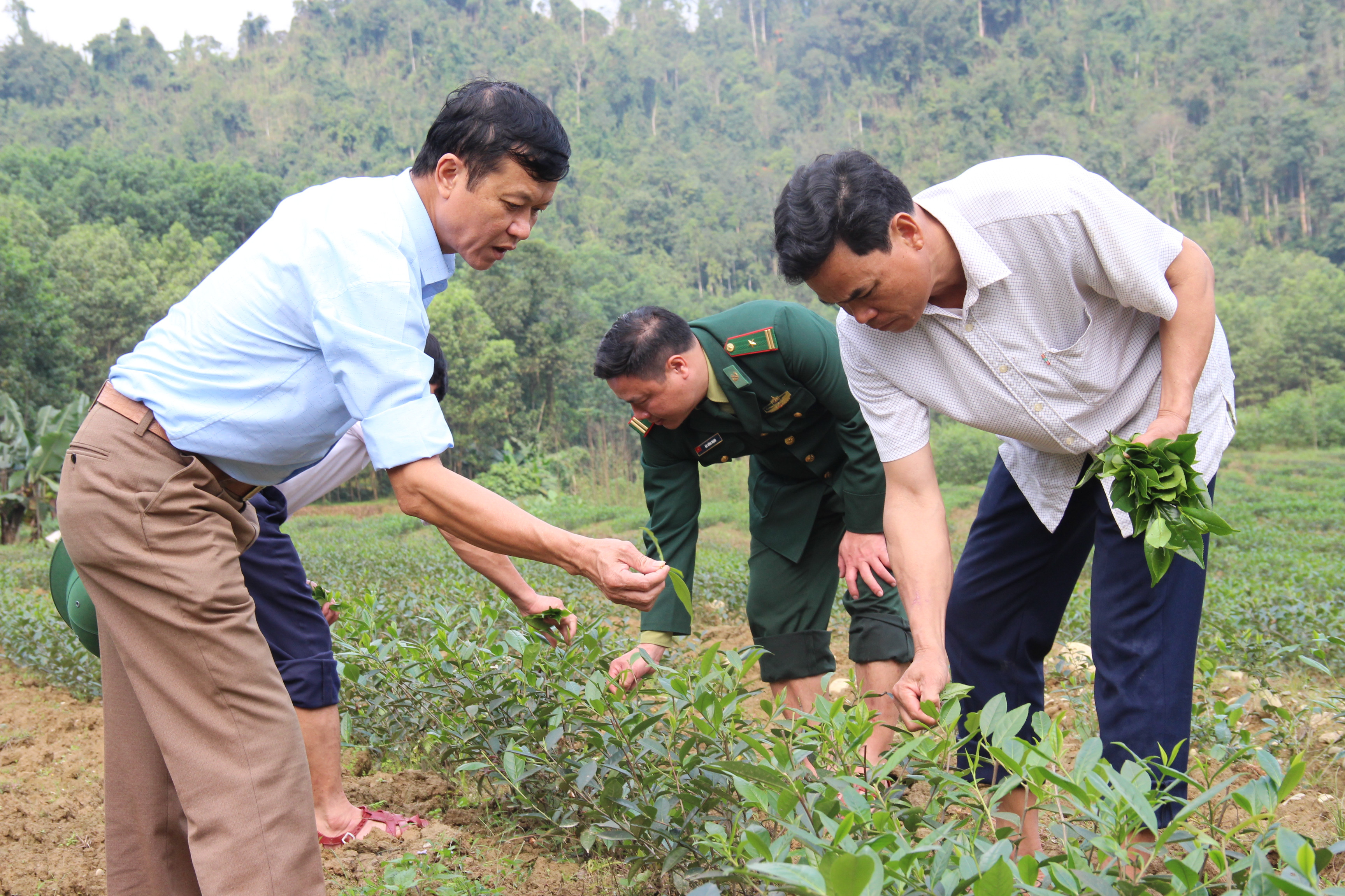 Lãnh đạo xã Phúc Sơn thăm mô hình trồng chè của bí thư bản Cao Vều 1 Nguyễn bá Ngọ (bên phải). Ảnh: Hoài Thu