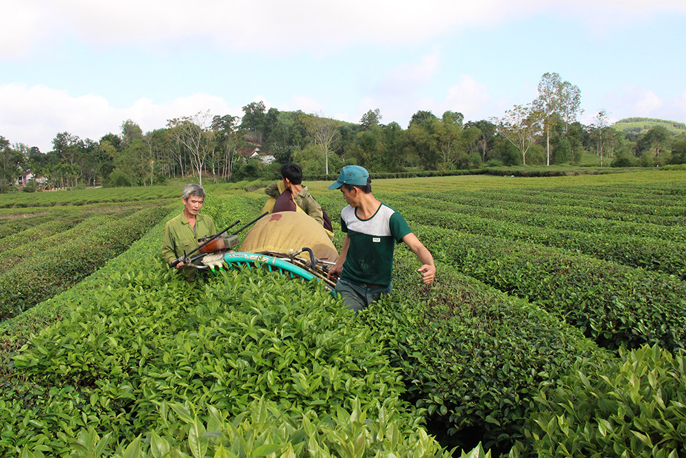 Cây chè mang lại nguồn lợi lớn cho nhiều hộ ở Thanh Chương, ảnh Mai Hoa