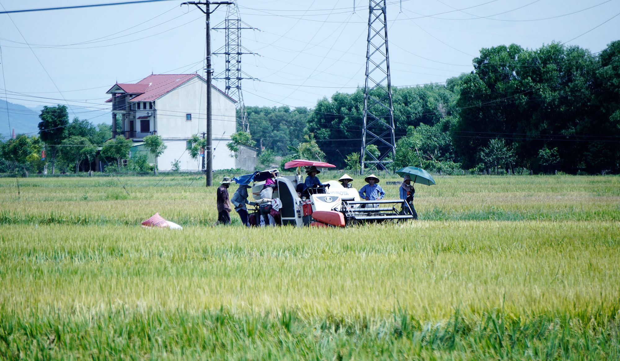 l Nông dân huyện Diễn Châu thu hoạch lúa hè thu.