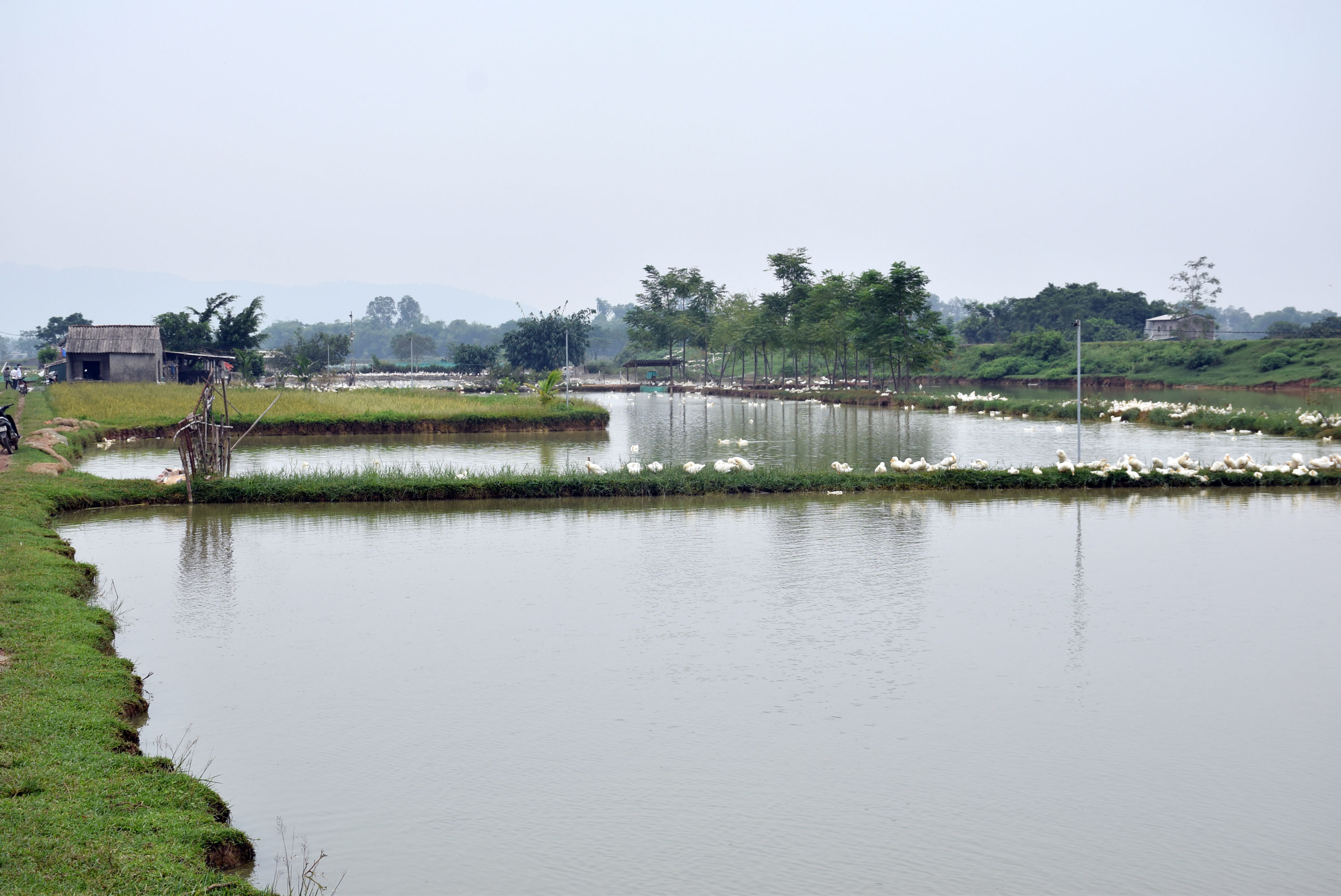 Trại vịt của gia đình ông Ngô Trí Triêm ở xã Nam Thành, huyện Yên Thành. Ảnh: Xuân Hoàng
