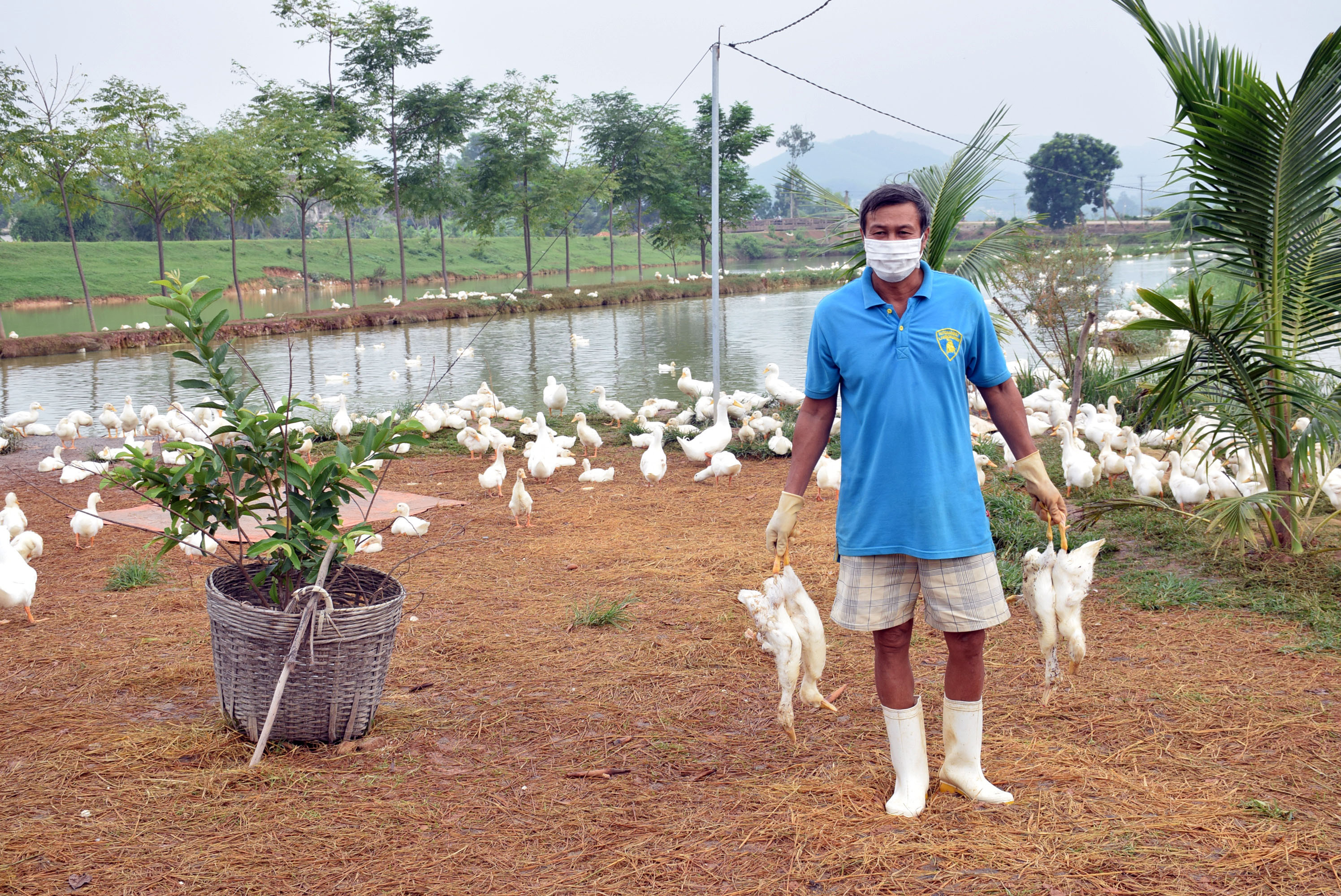 Ông Ngô Trí Triêm thu gom vịt chết di bị dịch. Ảnh: Xuân Hoàng