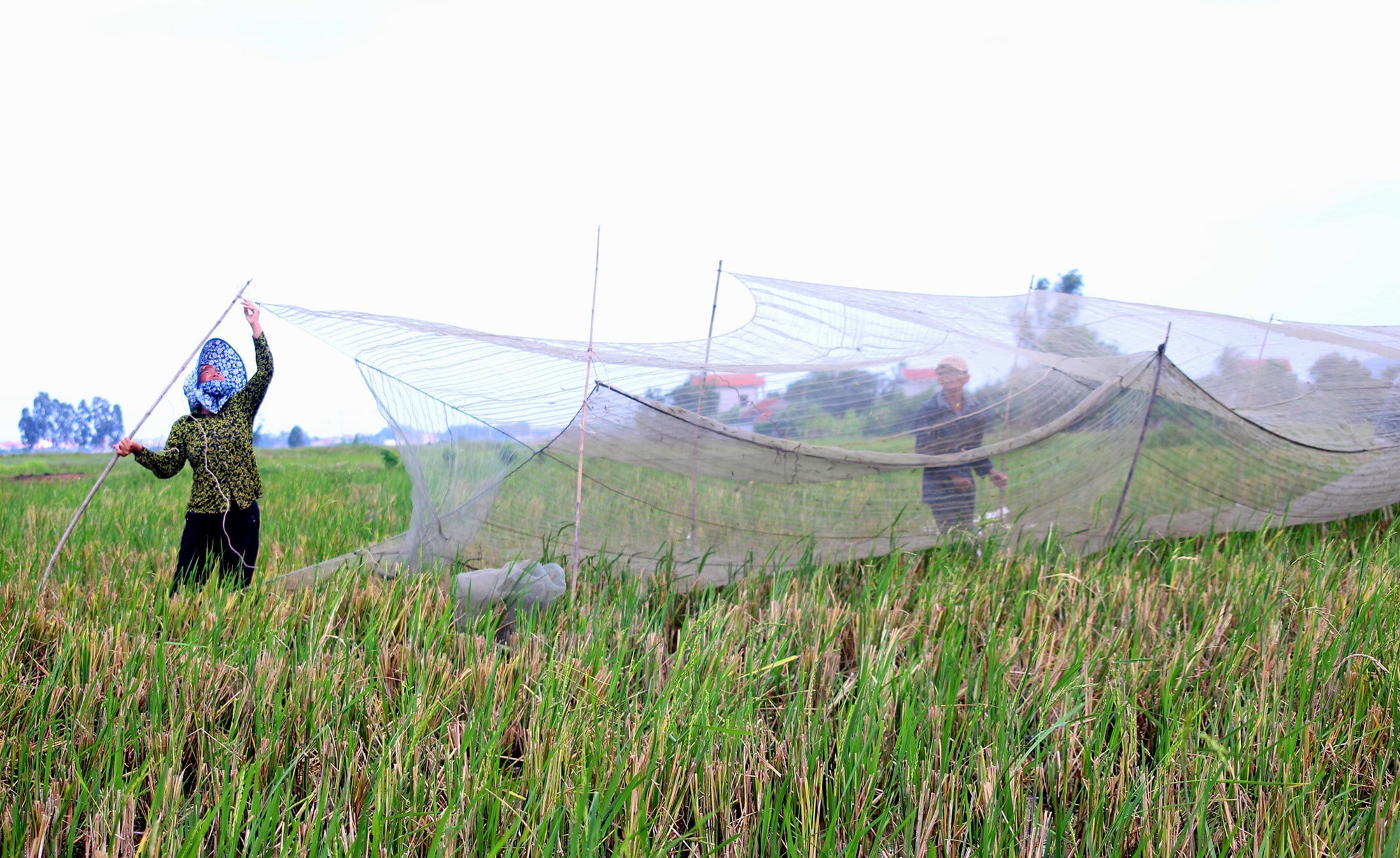 Người dân xã Quỳnh Thanh (Quỳnh Lưu) giăng bẫy bắt châu chấu. Ảnh: Việt Hùng.