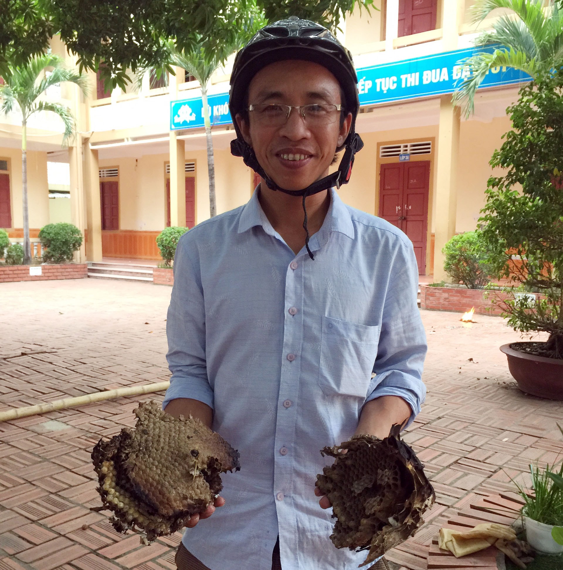 Ngày hôm qua, tổ ong ở Trường Tiểu học Nghi Phú đã được gỡ khỏi cây xoài. Ảnh: MH.