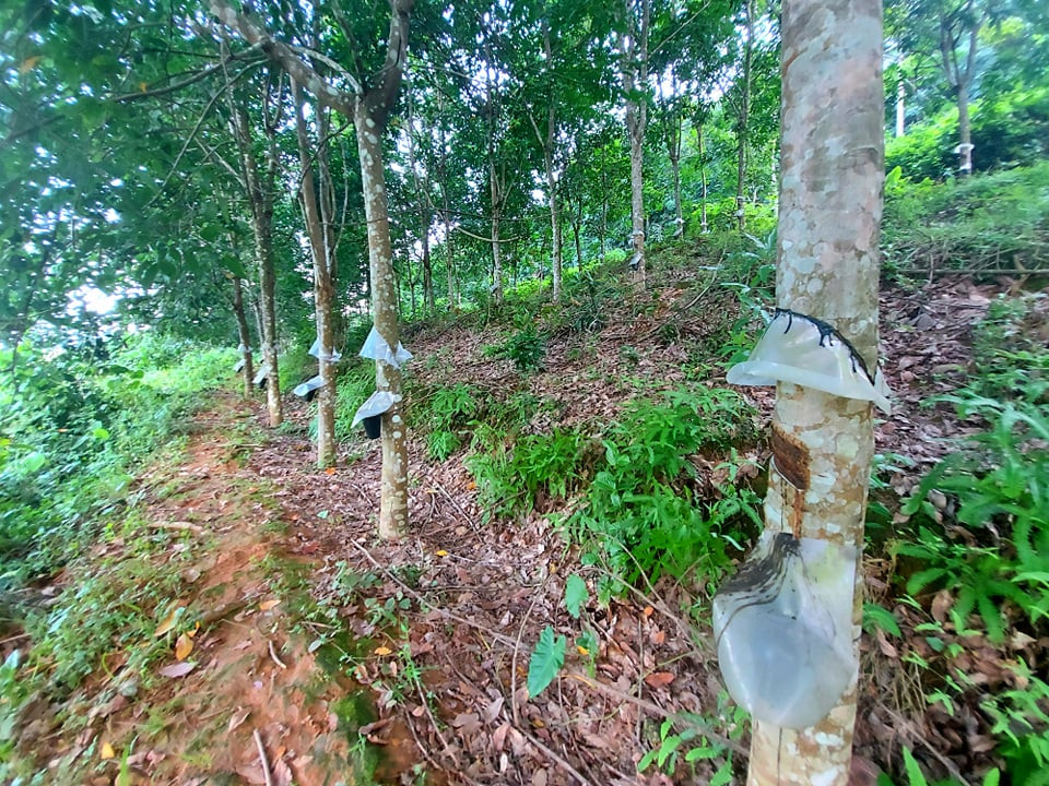 Khá nhiều diện tích cây cao su của Công ty CP Đầu tư phát triển cao su Nghệ An trên địa bàn huyện Quế Phong đã đến kỳ khai thác. Ảnh: Nhật Lân