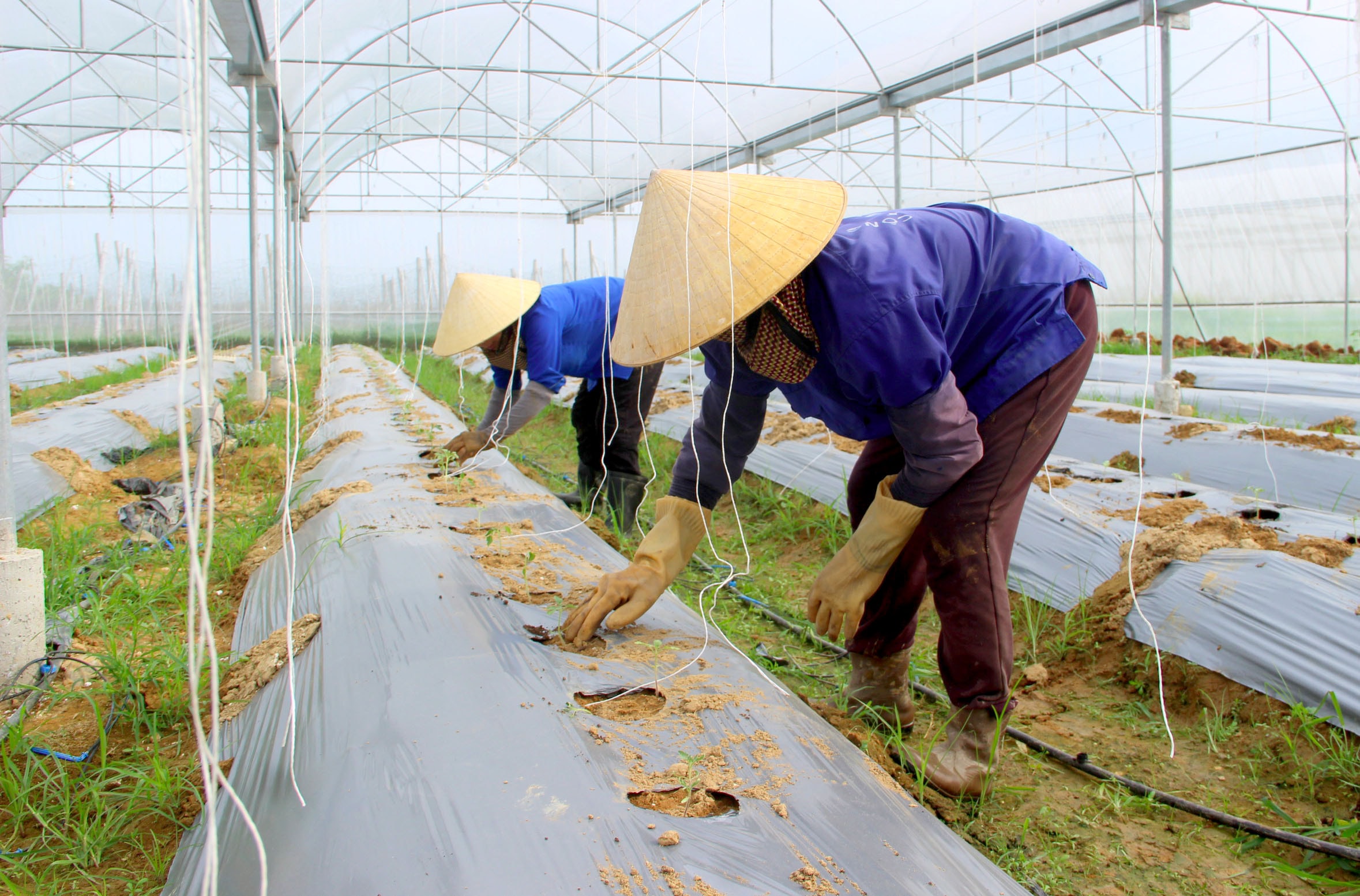 Nông dân xã Nghi Liên sản xuất rau an toàn trong nhà lưới. Ảnh: Quang An