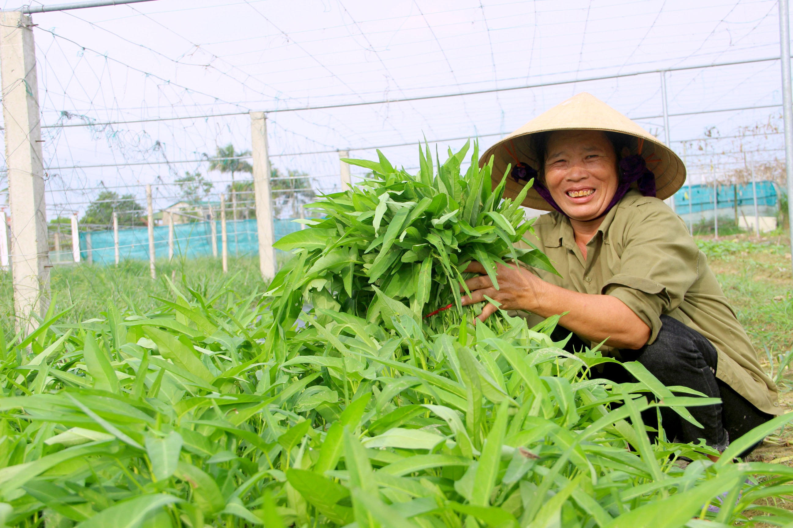 Người dân TP.Vinh phấn khởi vì rau xanh được mùa, đầu ra ổn định. Ảnh: Quang An