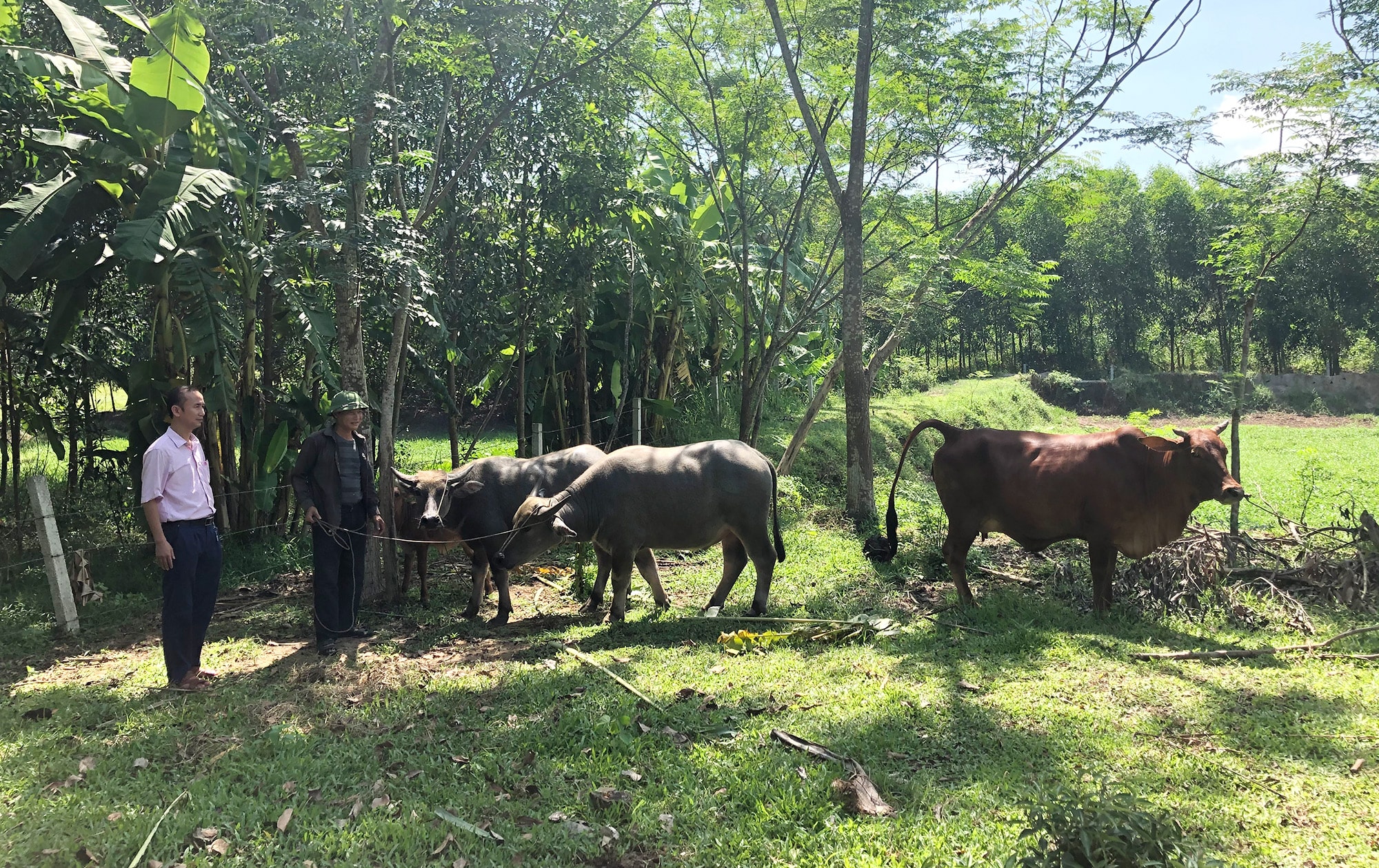 Từ vốn vay NHCS, gia đình anh chị Nguyễn Thị Hương ở xóm Trường Sơn, xã Thanh Mai (Thanh Chương) vay mua trâu bò phát triển kinh tế. Ảnh: Thu Huyền