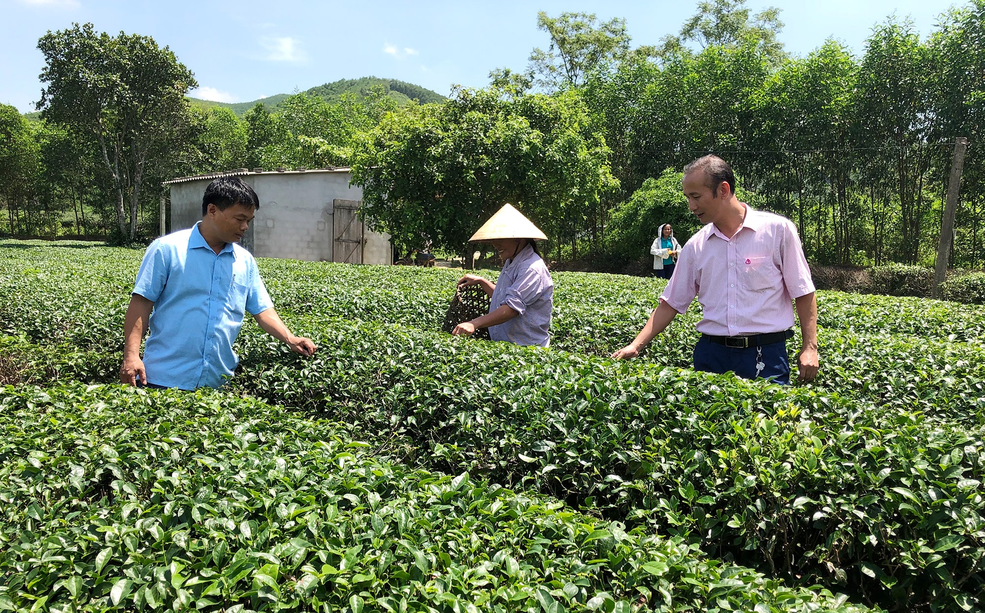 Vườn chè của gia đình chị Phạm Thị Xuân ở xóm Đá Bia, xã Thanh Mai (Thanh Chương). Ảnh: Thu Huyền