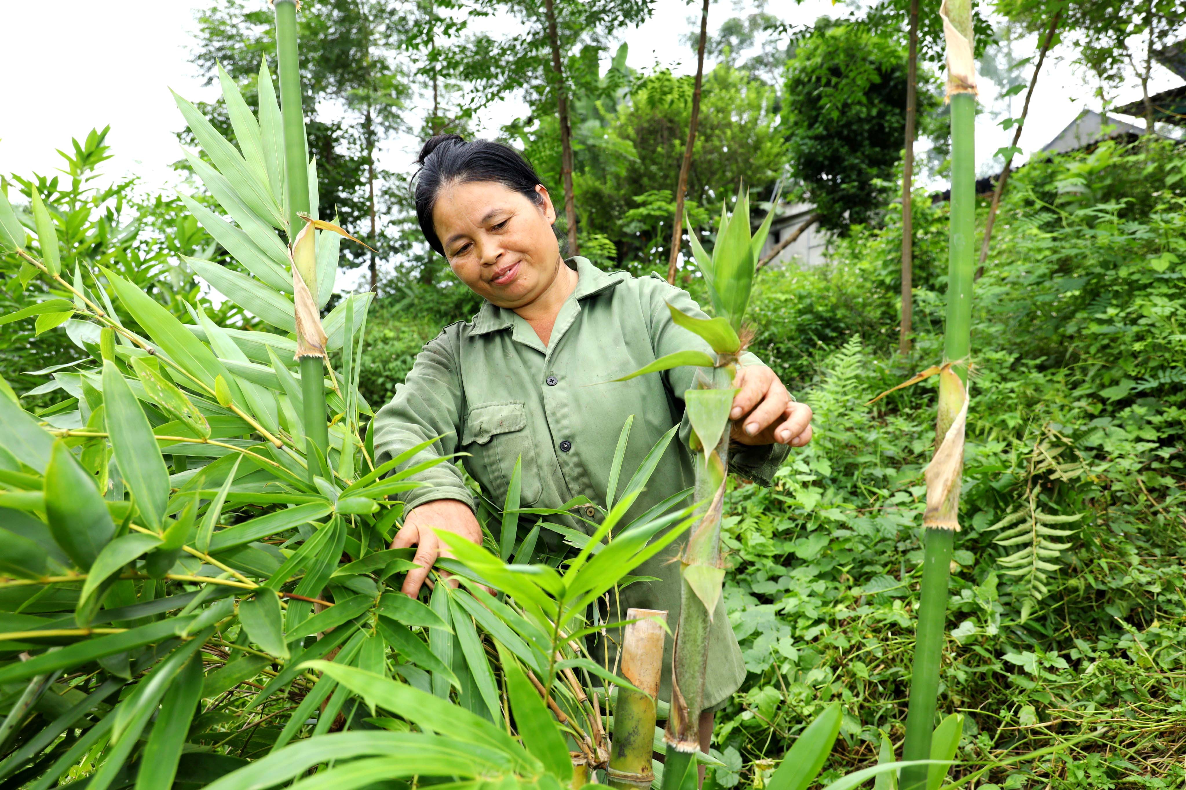 Cây lùng trồng ở xã Châu Thắng (Quỳ Châu) được kỳ vọng tạo hướng đi mới trên đất lâm nghiệp. Ảnh Nguyên Nguyên