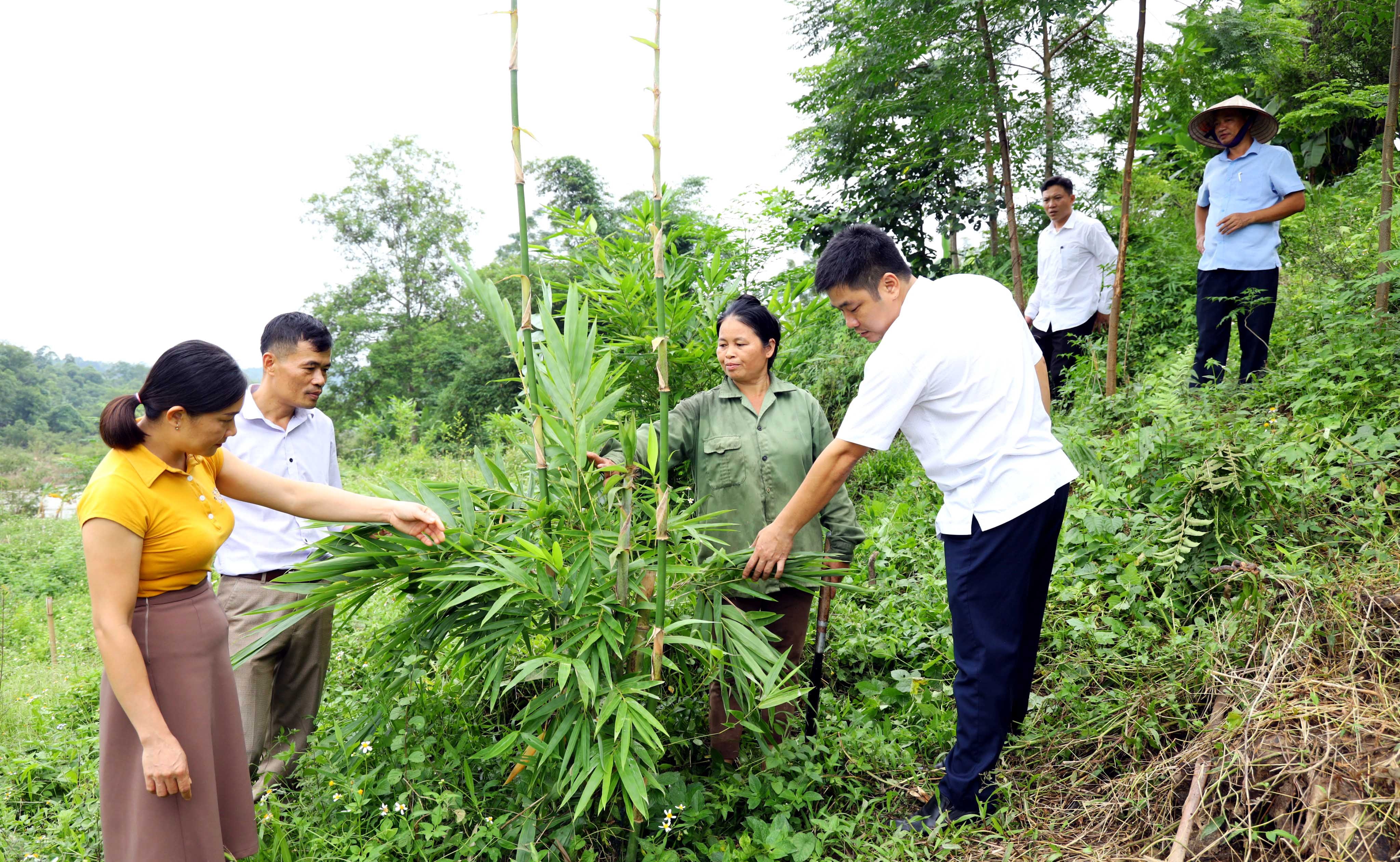 Lãnh đạo xã Châu Thắng (Quỳ Châu) khảo sát diện tích lùng trồng tại gia đình chị Vi Thị Hà ở bản Xẹt. Ảnh Nguyên Nguyên