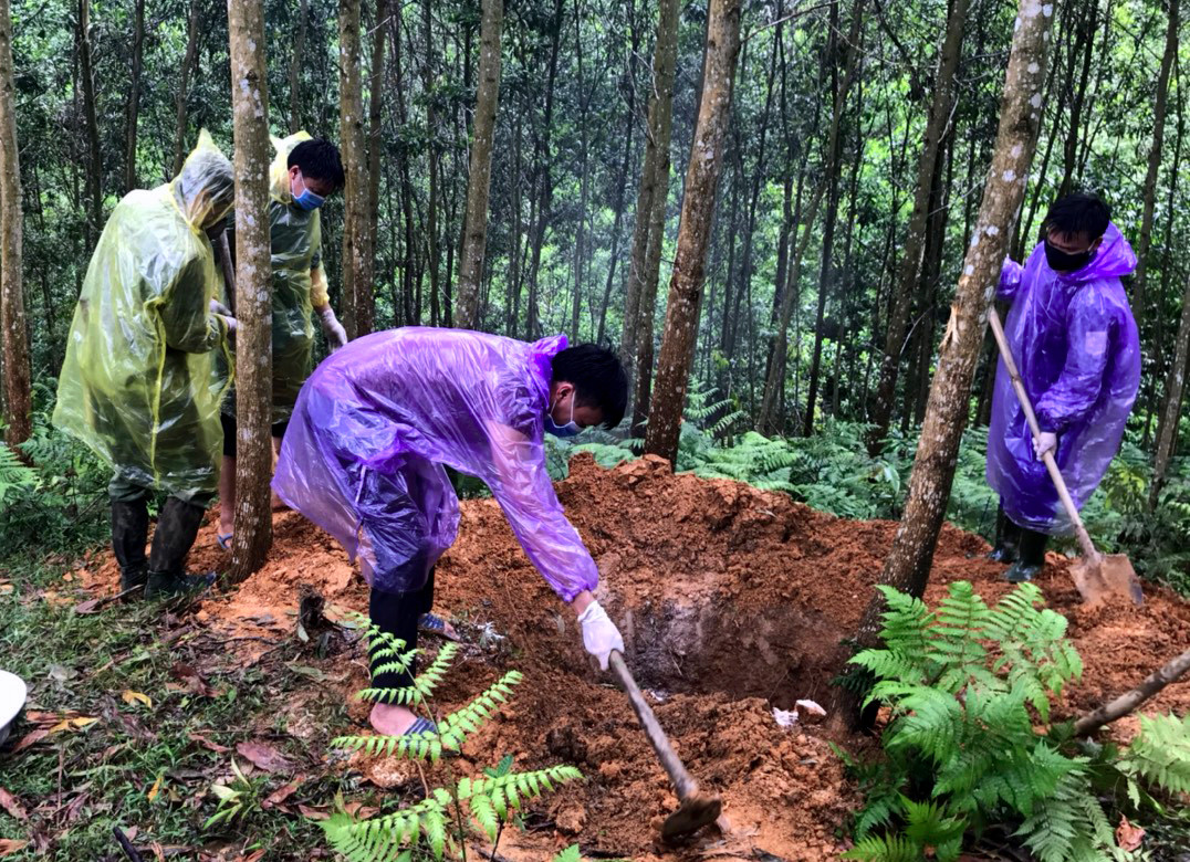 Cơ quan chuyên môn và chính quyền xã Châu Thái từ trong tháng 9 đến nay, hầu như ngày nào cũng tiêu hủy lợn nhiễm dịch. Ảnh: Quang An